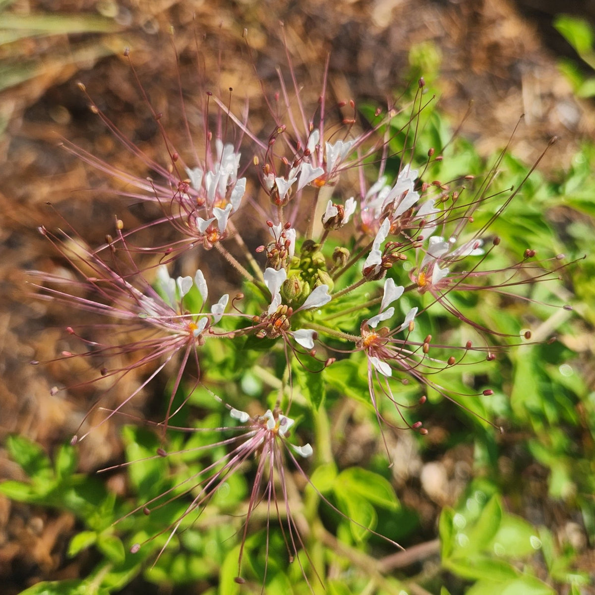 Polanisia dodecandra (Clammyweed)