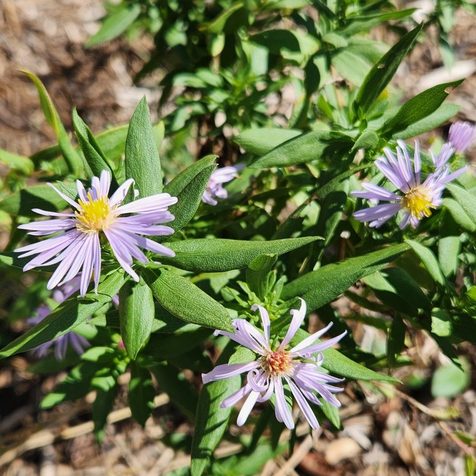Symphyotrichum praealtum (Willowleaf Aster)