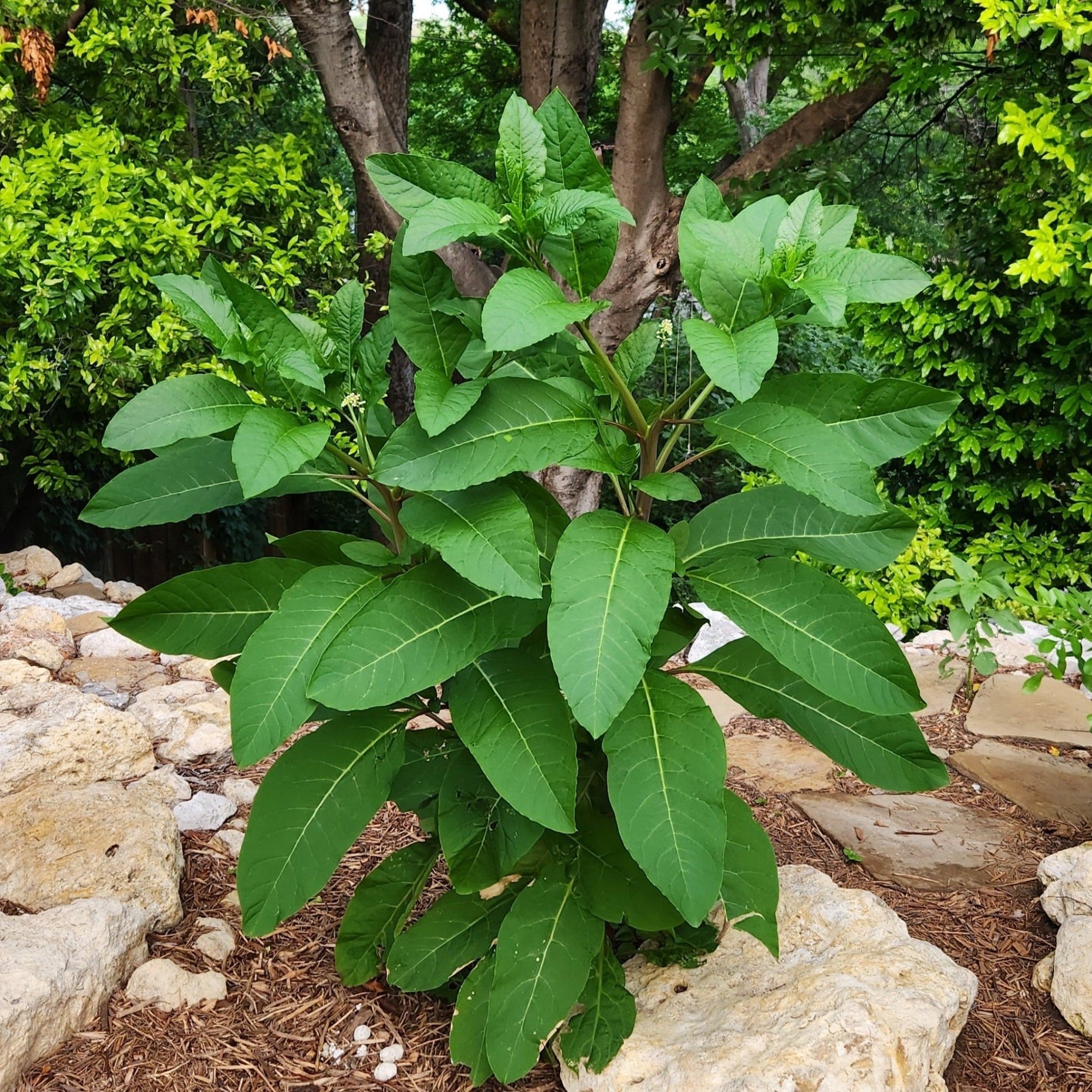 Phytolacca americana (Pokeweed)