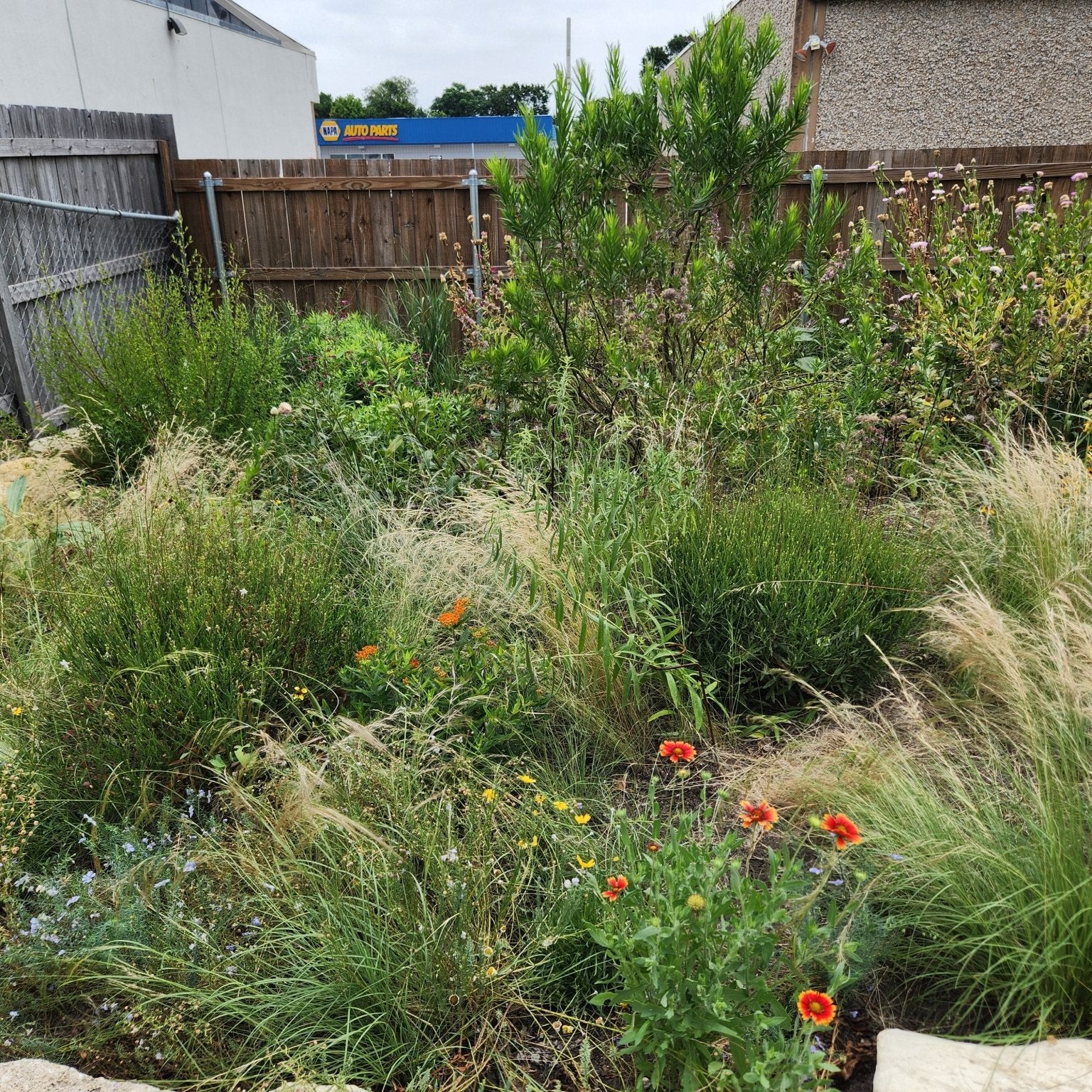 Aristida purpurea (Purple Threeawn)