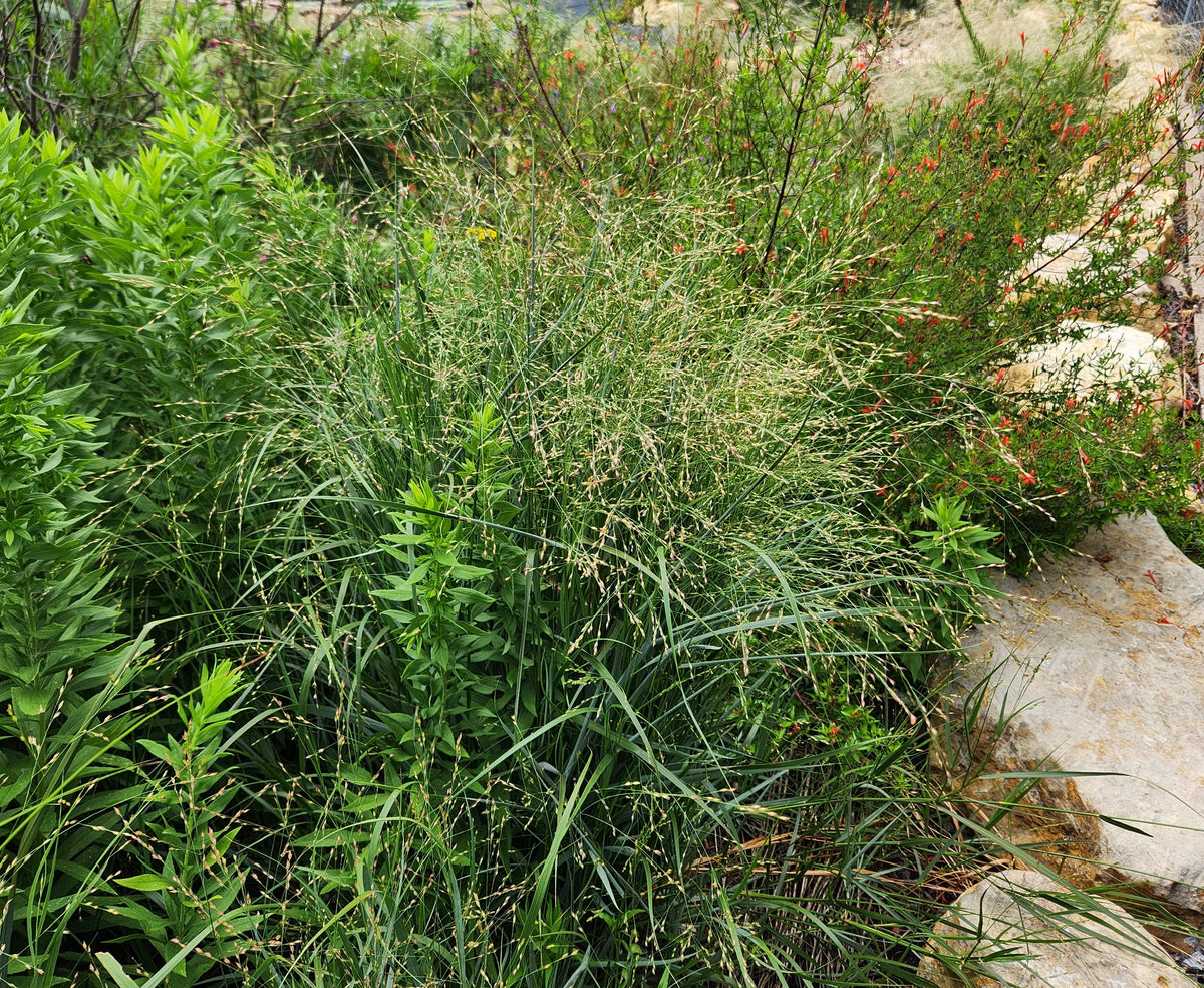 Panicum virgatum (Switchgrass)
