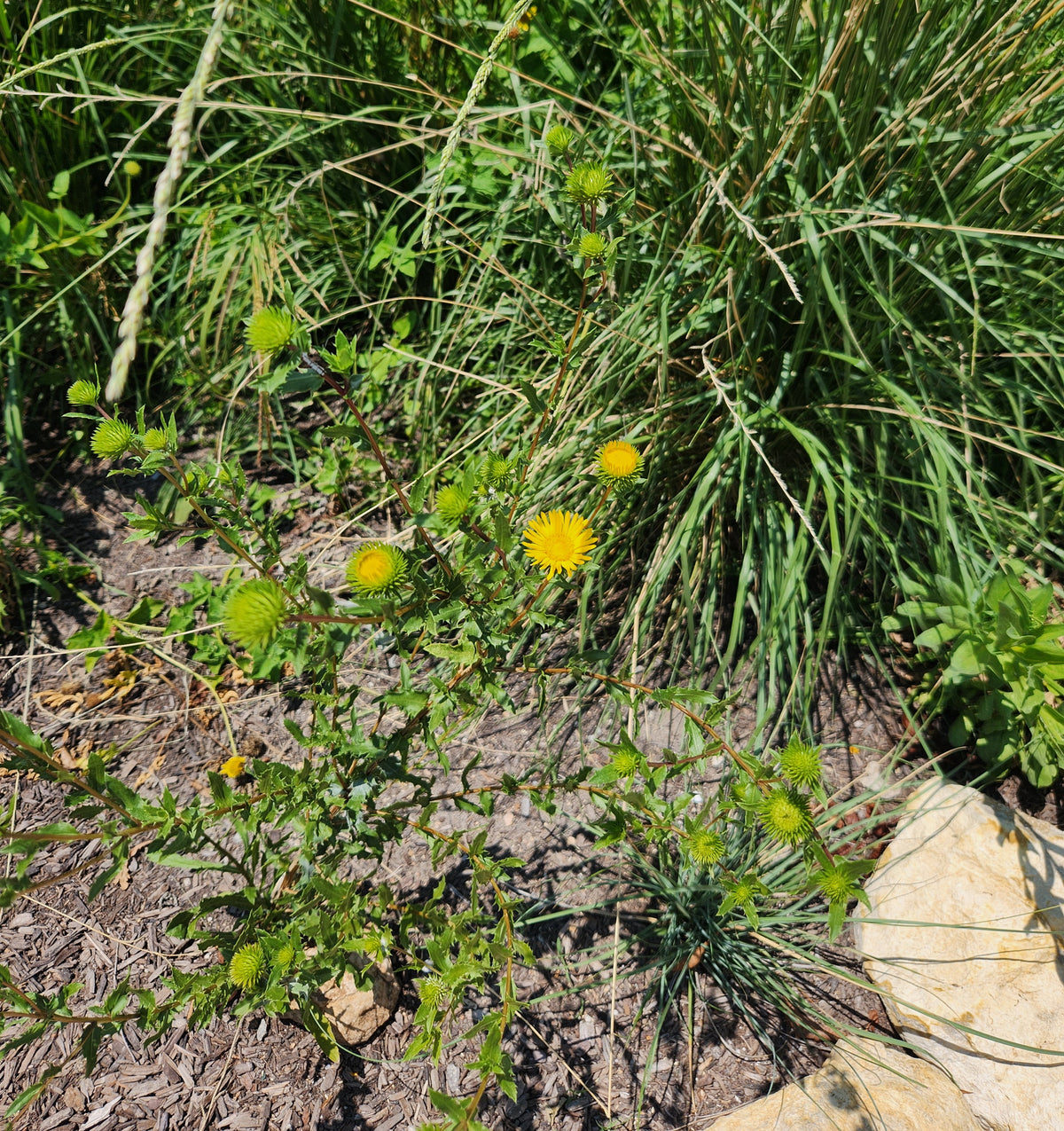 Grindelia squarrosa Curlycup Gumweed