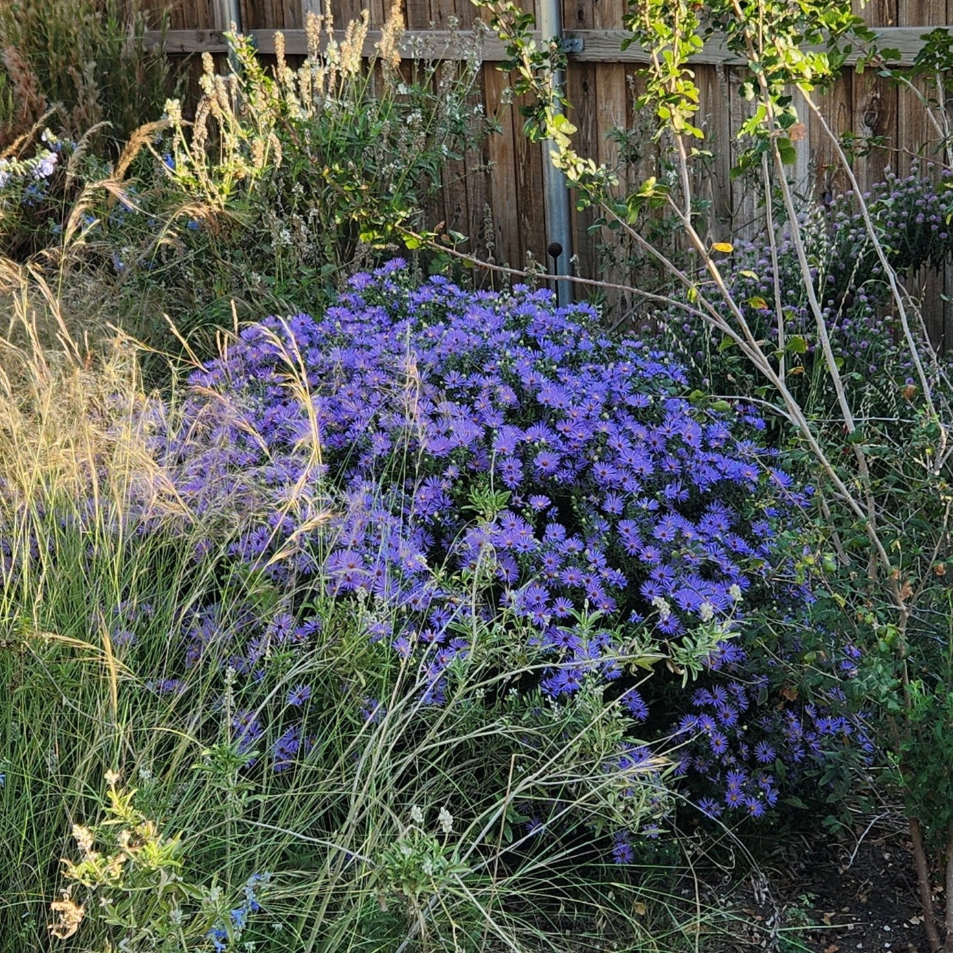Symphyotrichum oblongifolium sp. (Fall Aster)