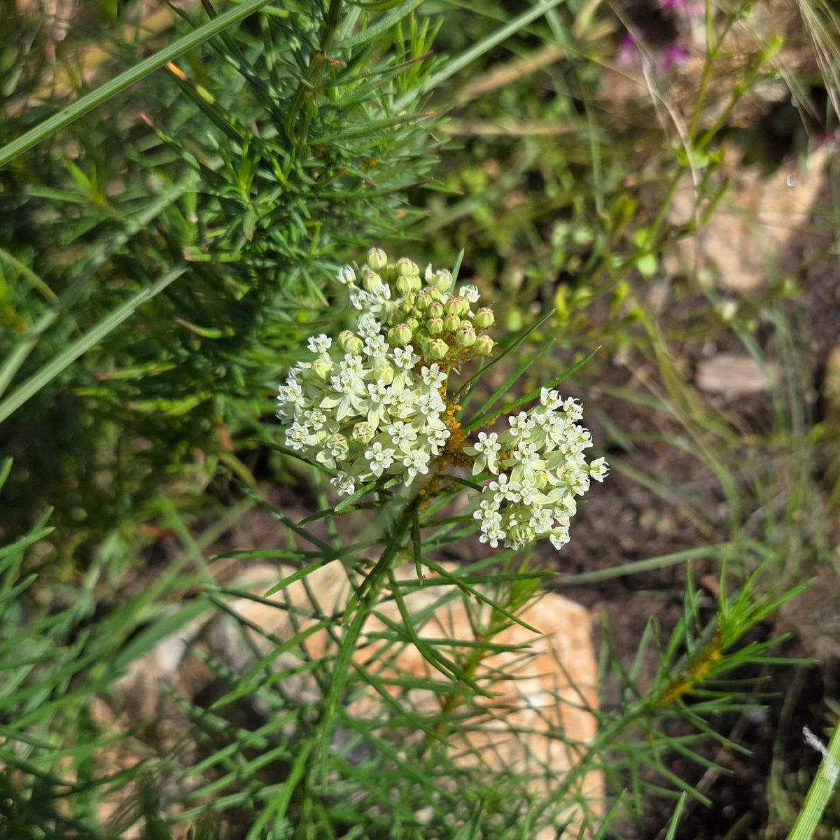 Asclepias verticillata (Whorled Milkweed)