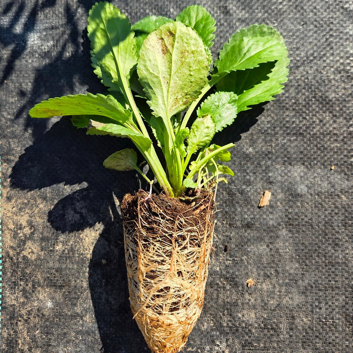 Packera obovata (Golden Groundsel)