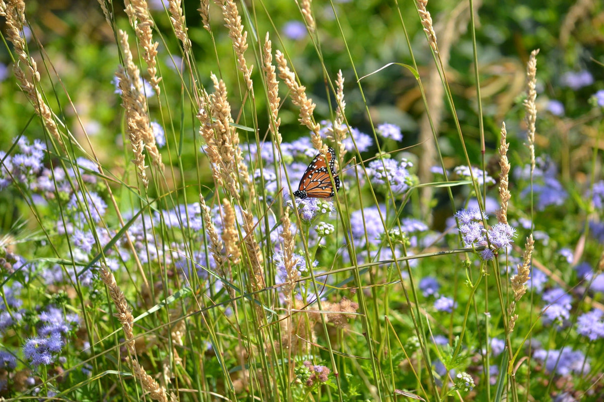 Tridens congestus (Pink Fluffgrass)