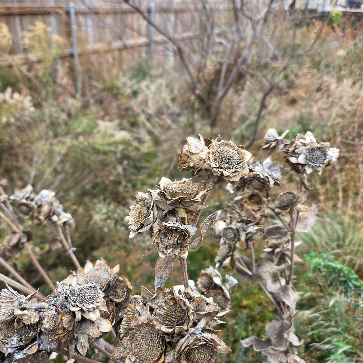Silphium radula (Roughstem Rosinweed)
