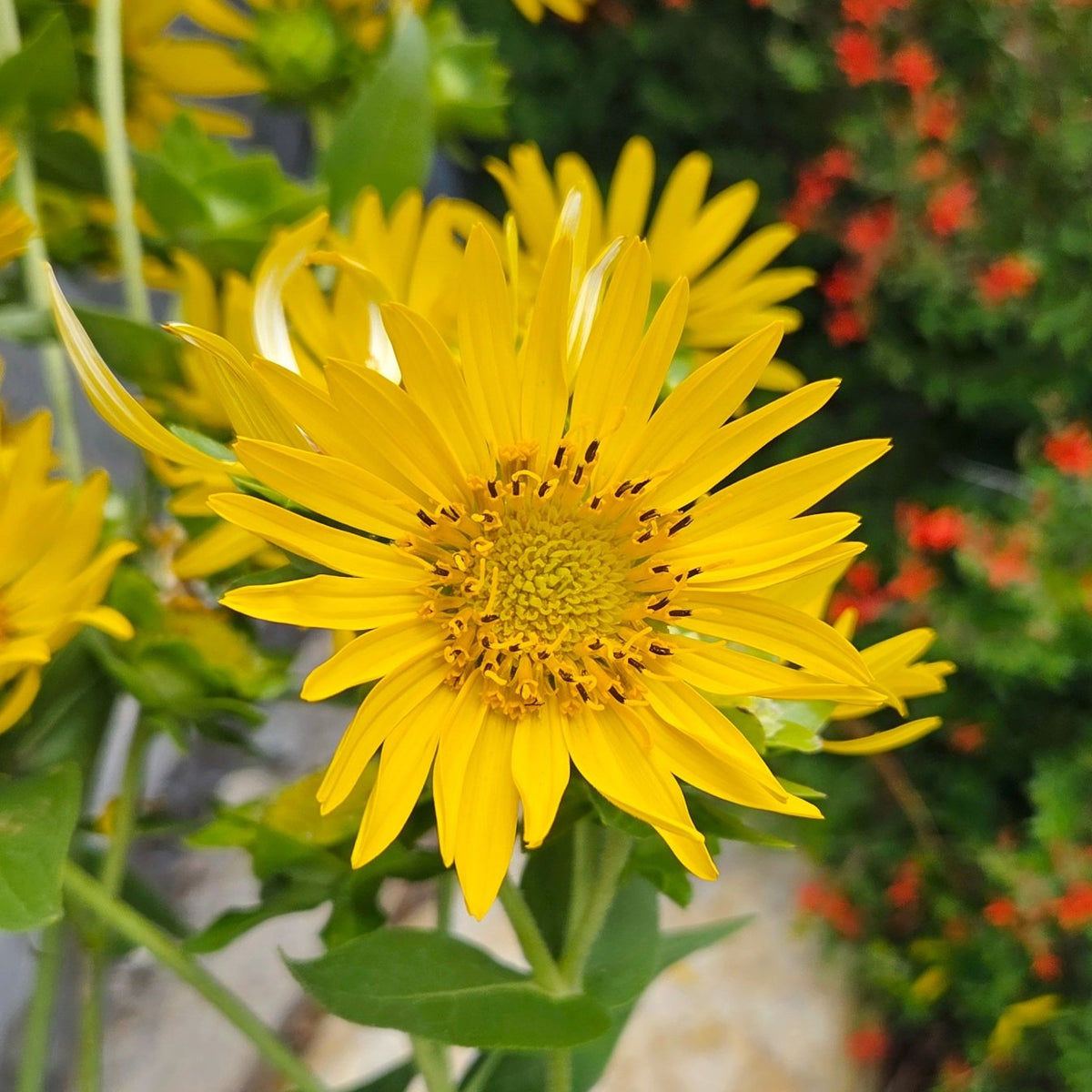 Silphium radula (Roughstem Rosinweed)