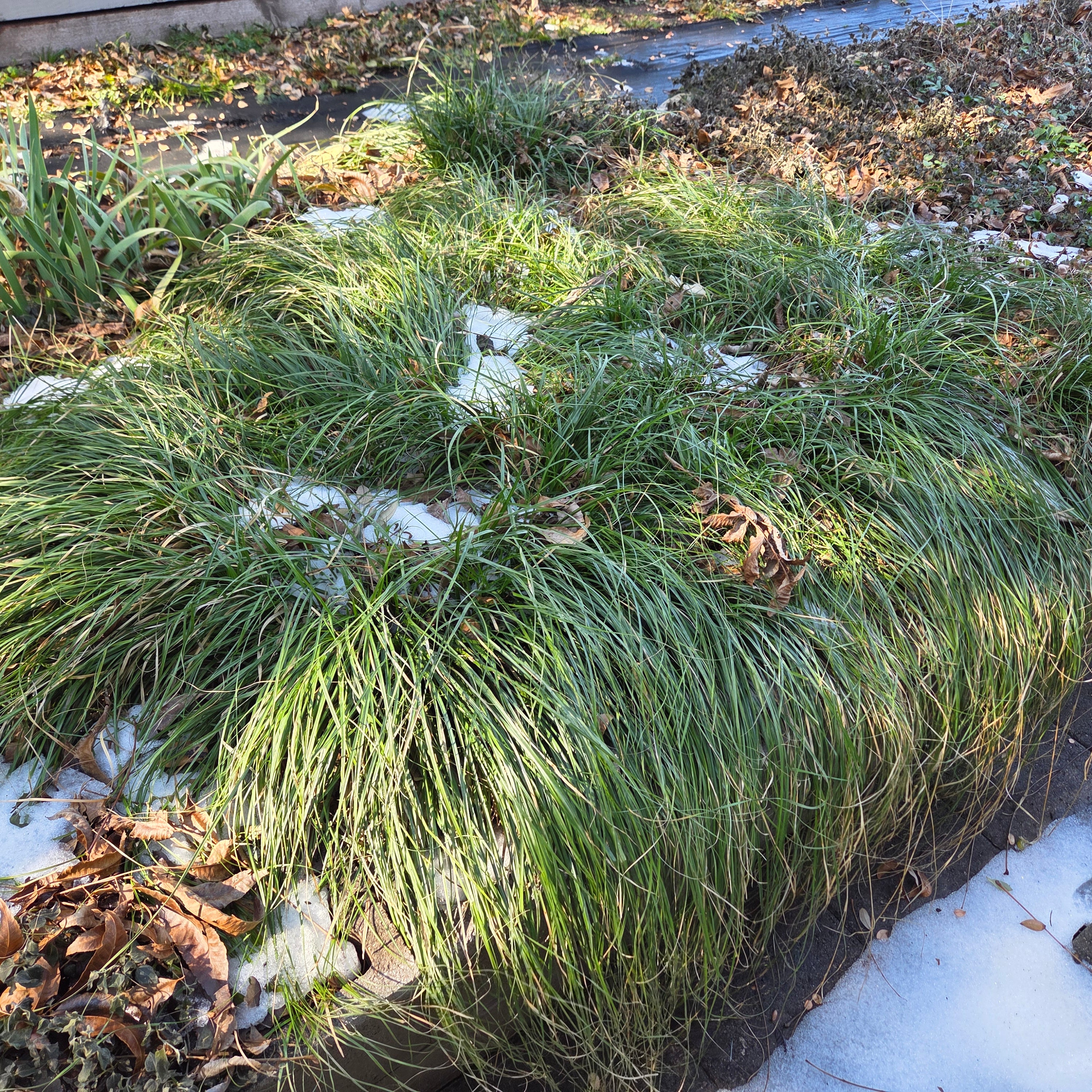 Carex cherokeensis (Cherokee Sedge)