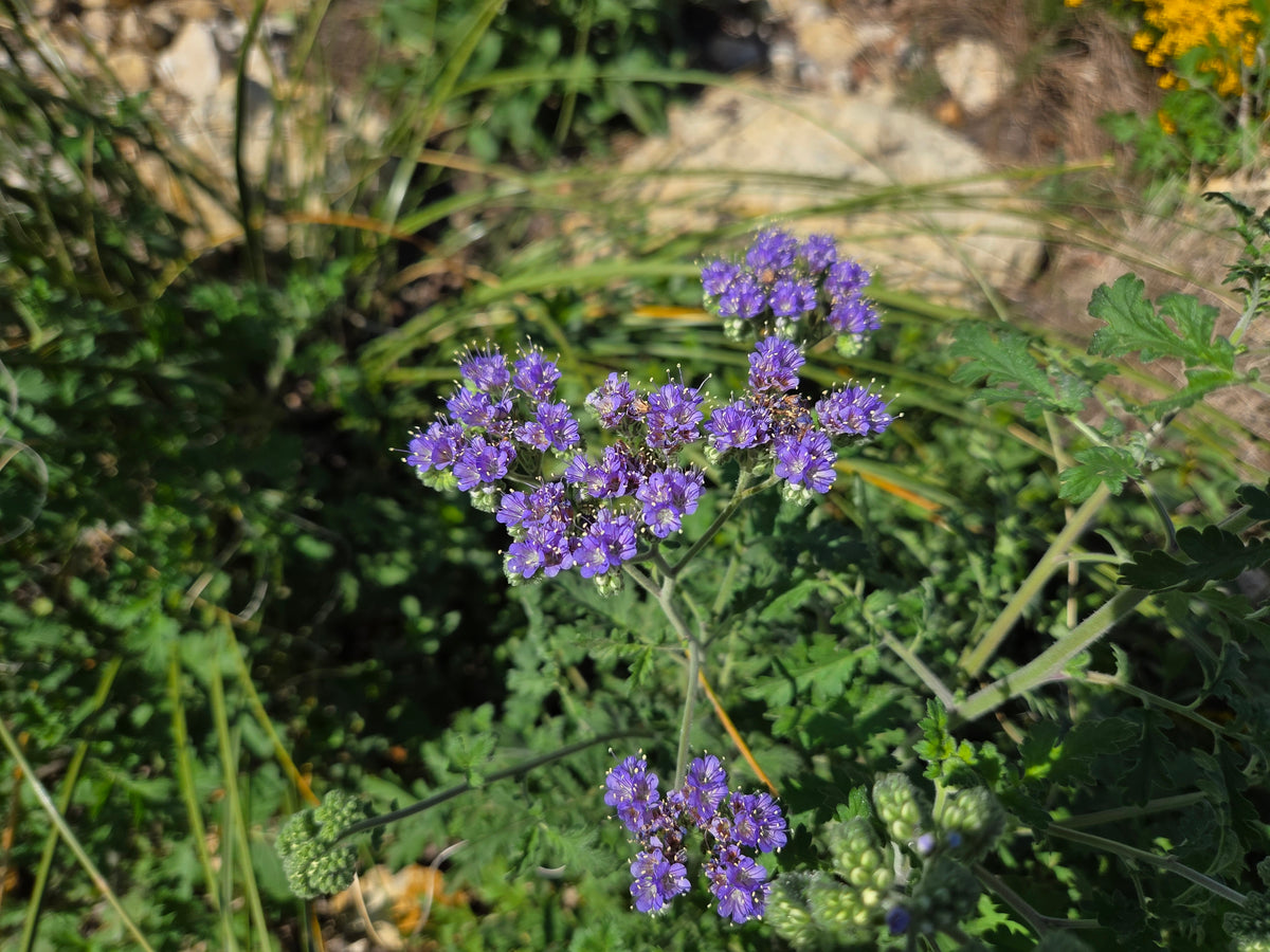 Phacelia congesta (Blue Curls)