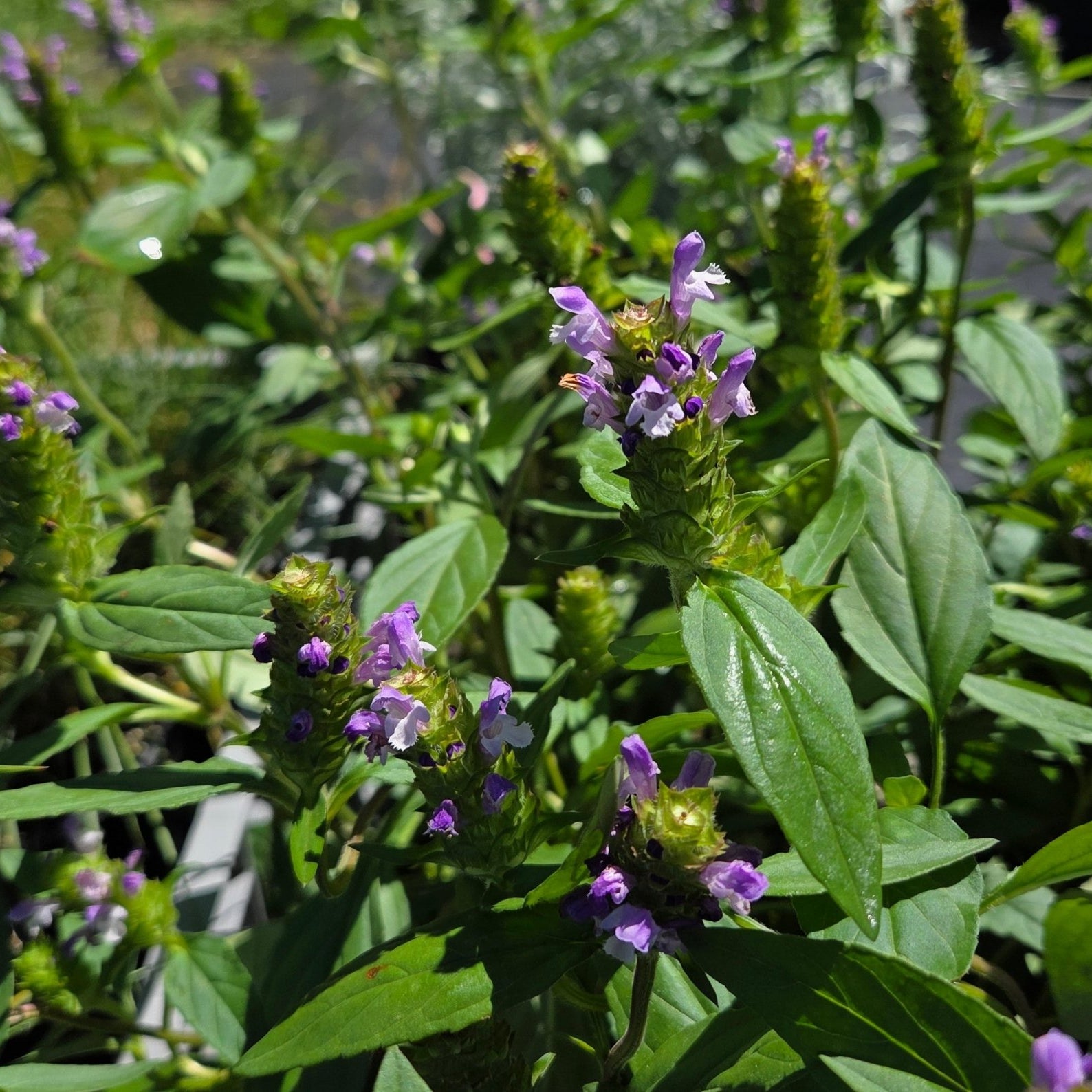 Prunella vulgaris (Common Selfheal)