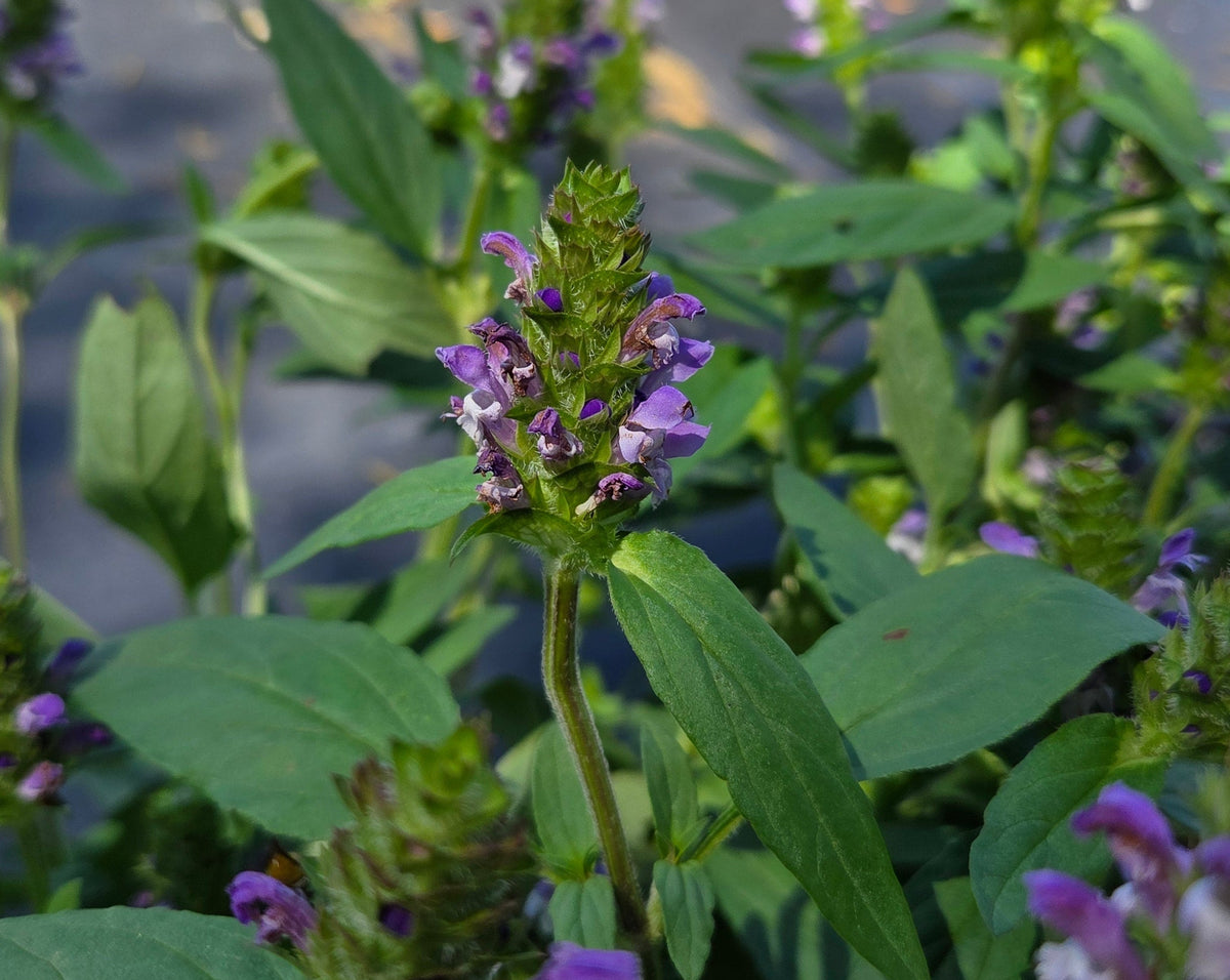 Prunella vulgaris Common Selfheal