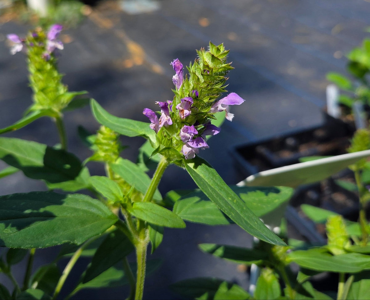 Prunella vulgaris Common Selfheal