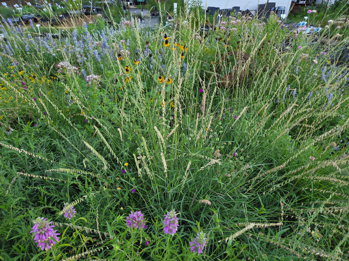 Sideoats grama (Bouteloua curtipendula)