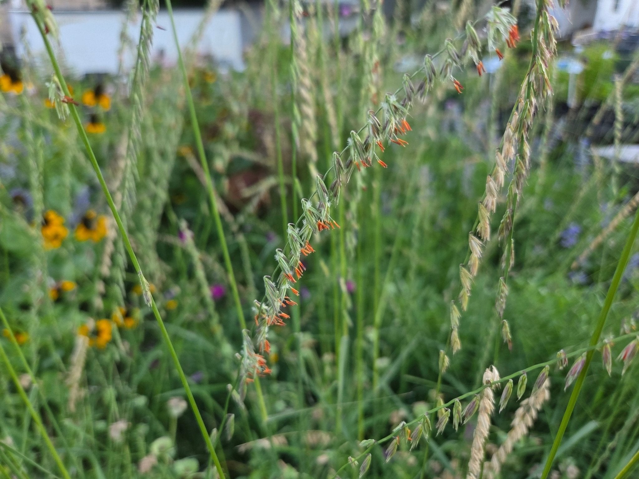 Sideoats grama (Bouteloua curtipendula)