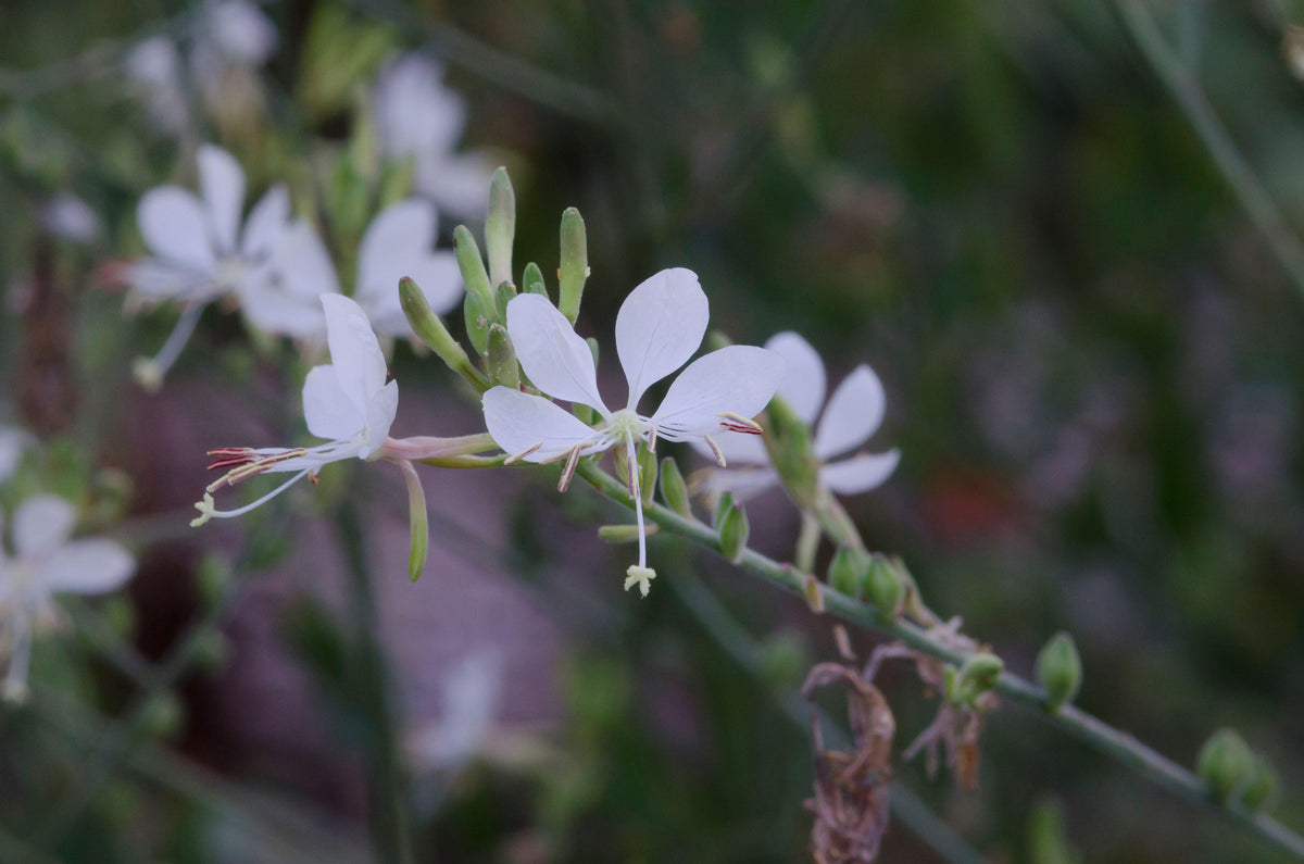Oenothera filiformis (Longflower Gaura)