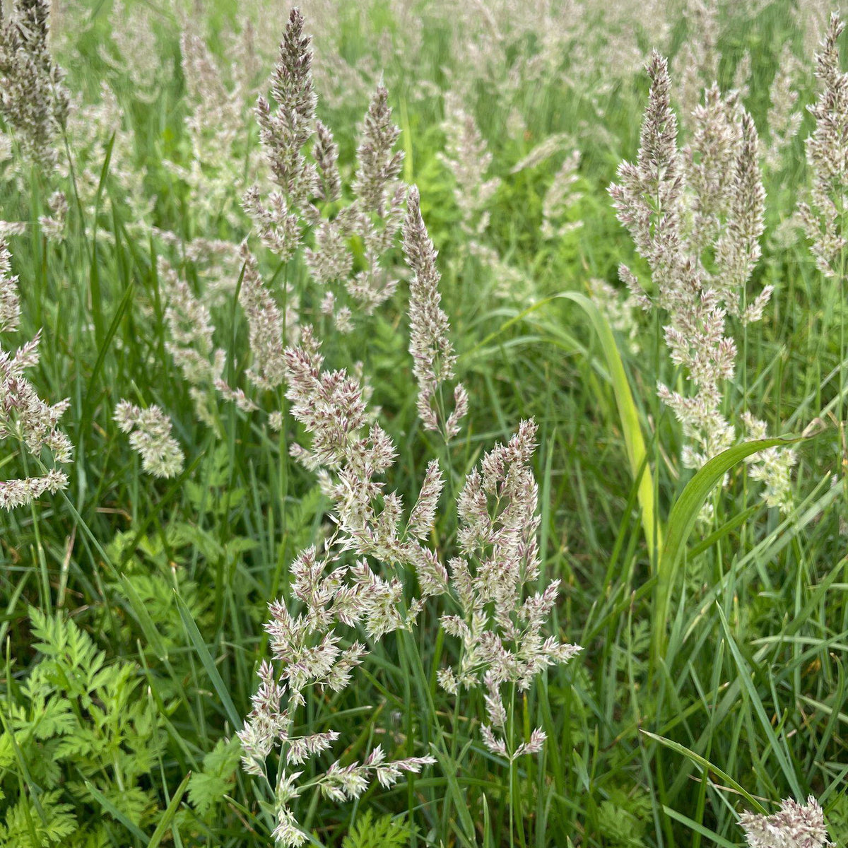 Poa arachnifera (Texas Bluegrass)