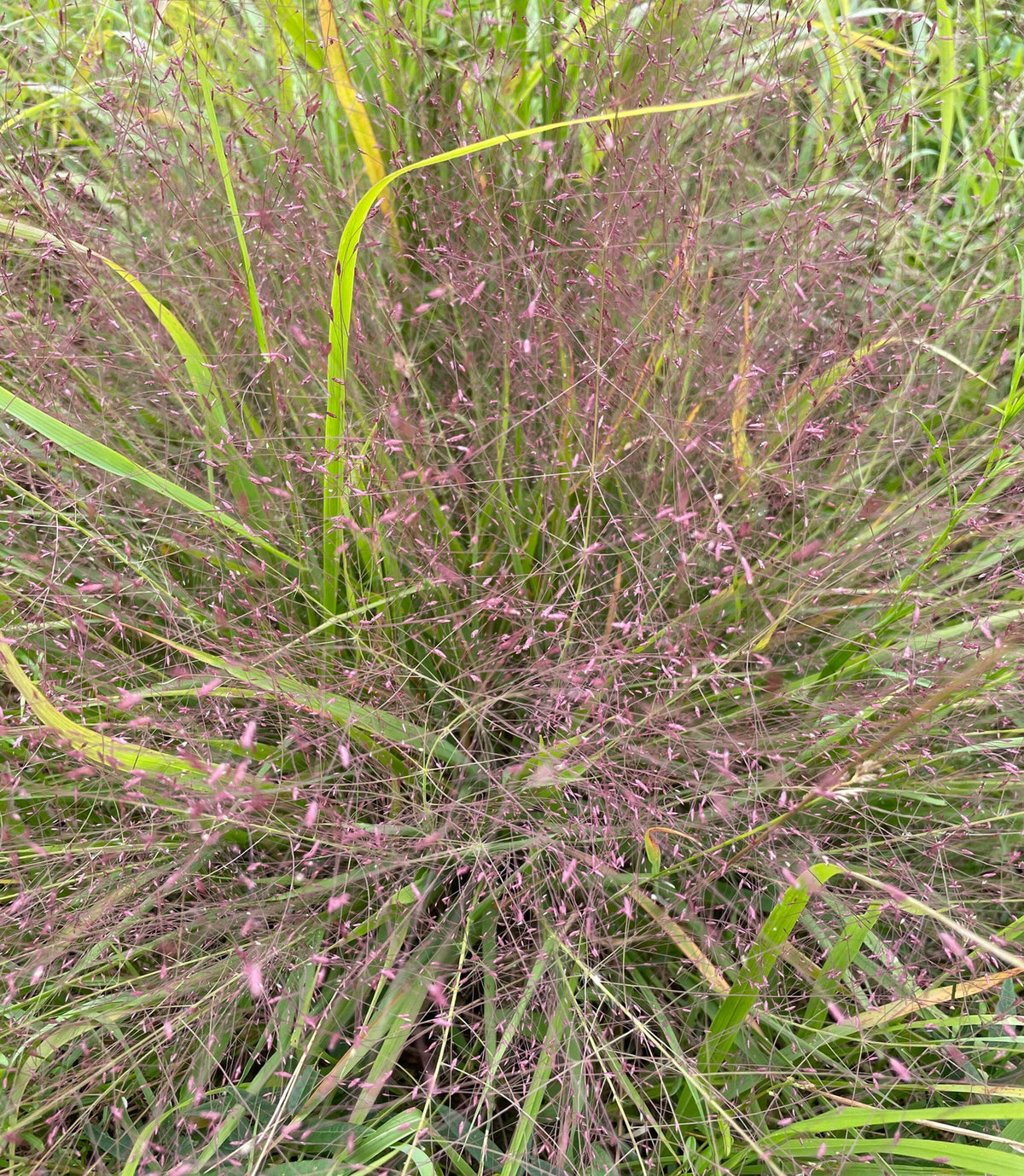 Eragrostis spectabilis (Purple Lovegrass 'Snuggy' )