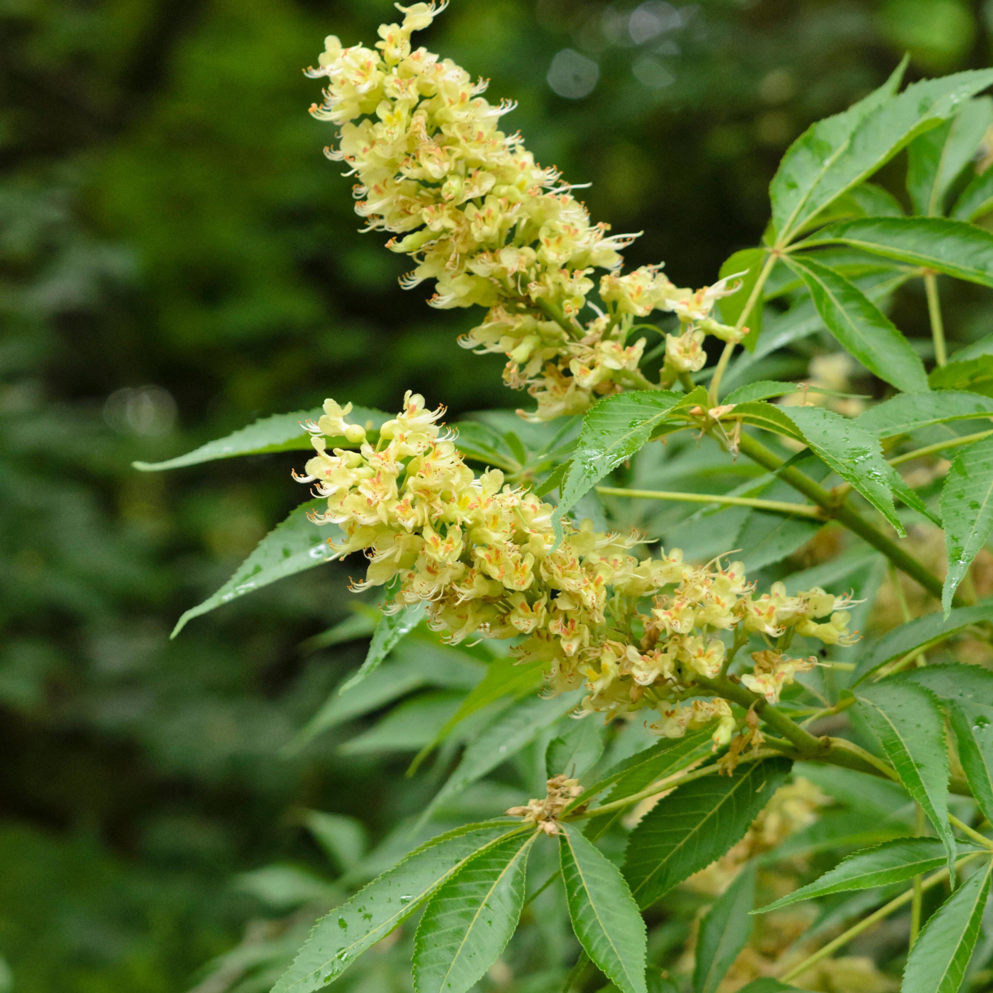 Aesculus glabra var. arguta (Texas Buckeye)