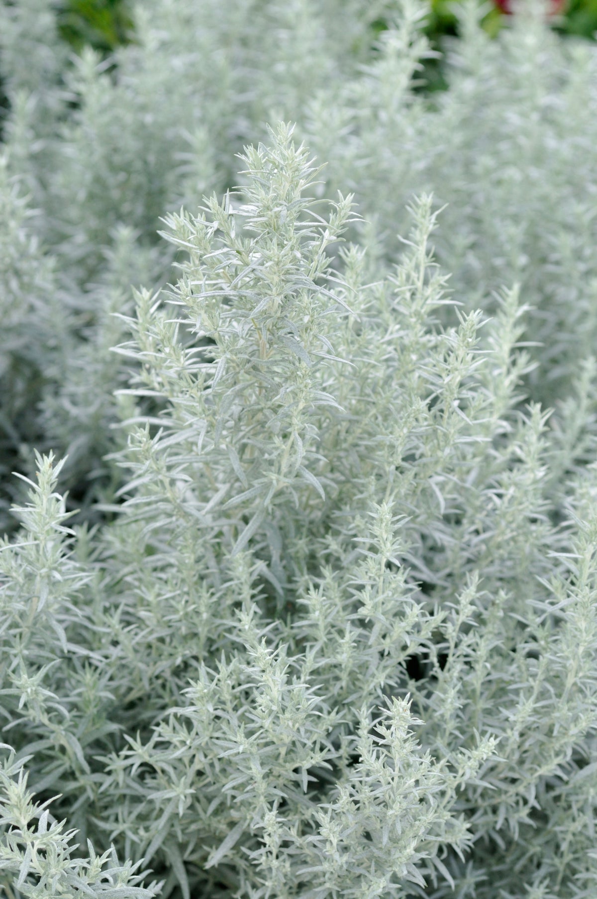 Artemisia ludoviciana (White Sagebrush)