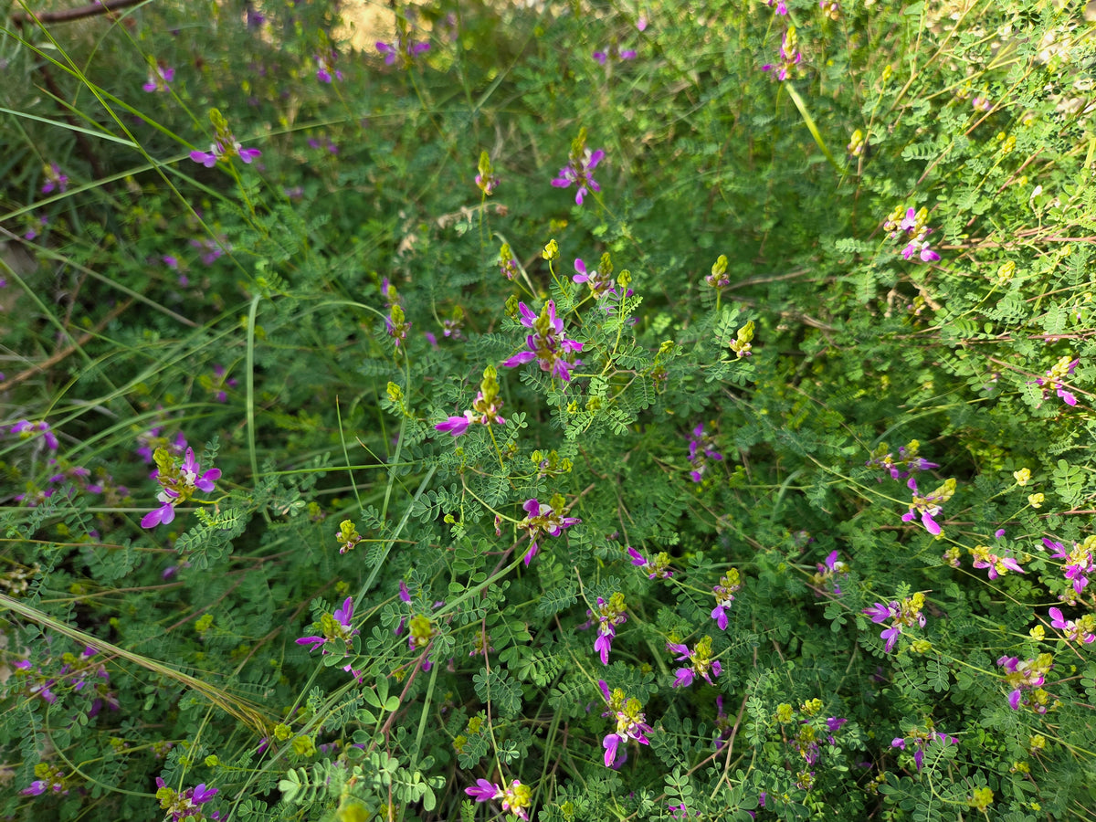 Dalea frutescens (Black Dalea)