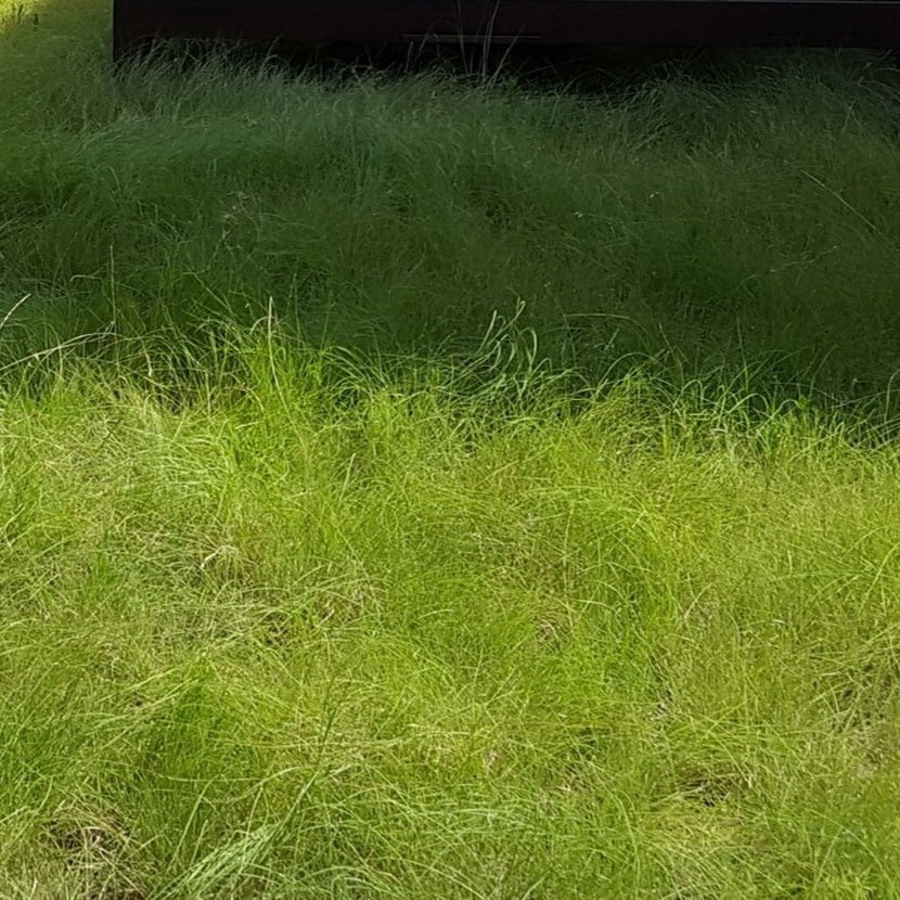 Bouteloua dactyloides (Buffalograss)