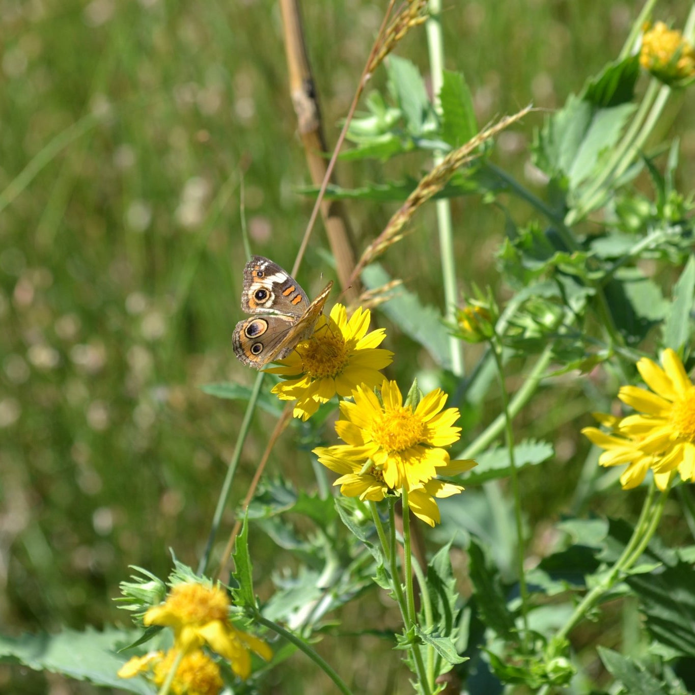 Cowpen Daisy Verbesina encelioides