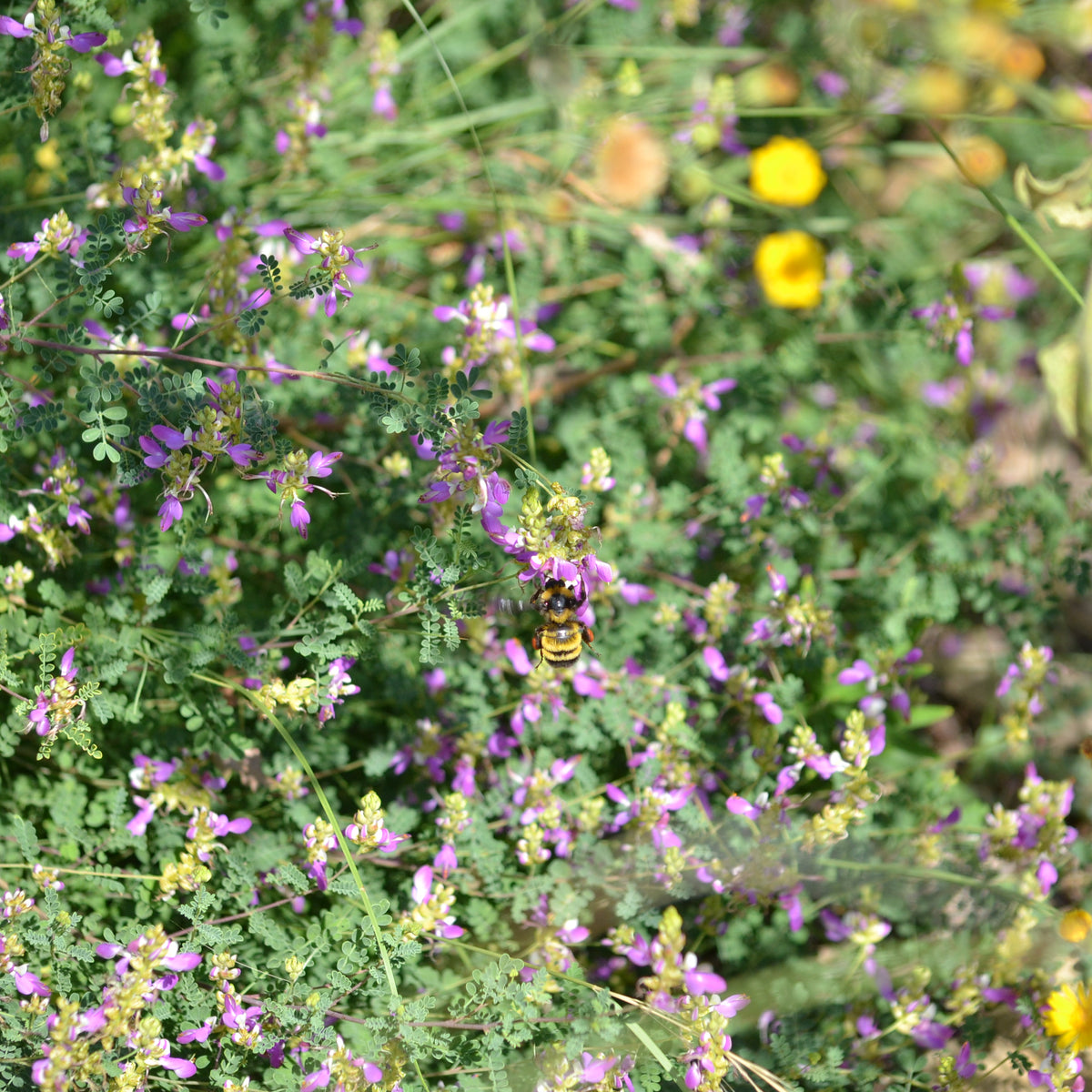 Dalea frutescens (Black Dalea)