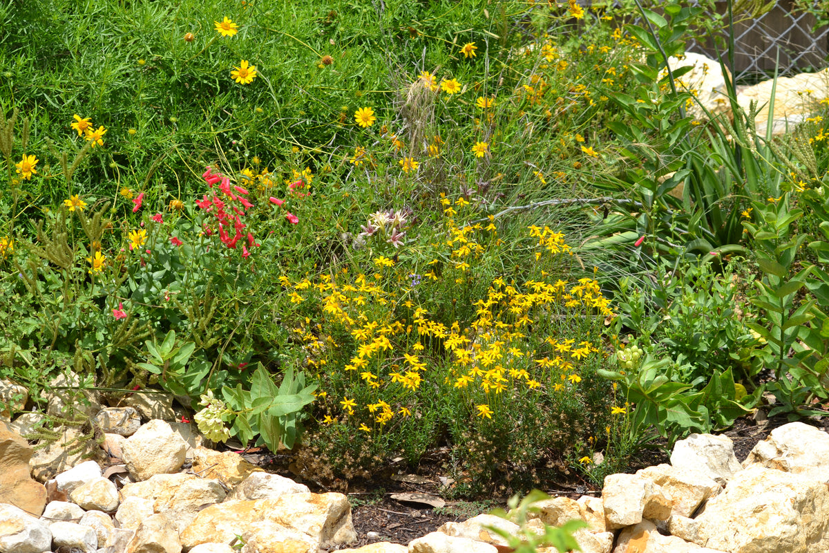 Chrysactinia mexicana (Damianita)