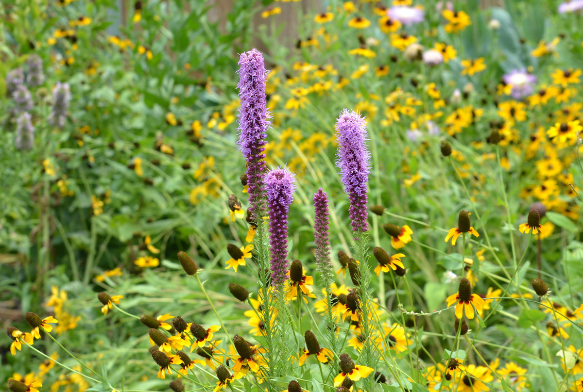 Liatris punctata var. mucronata (Texas Gayfeather)