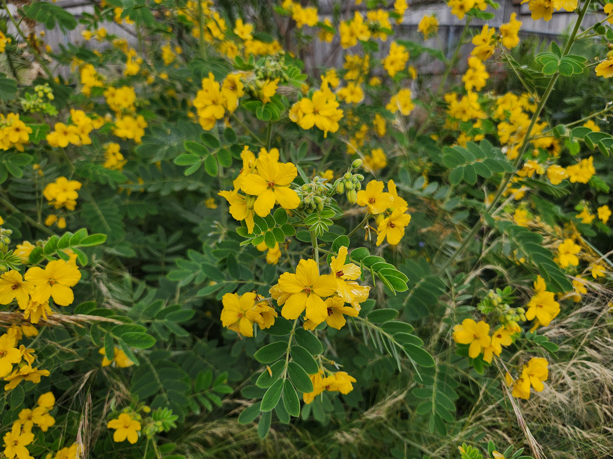 Senna lindheimeriana (Lindheimer's Senna)
