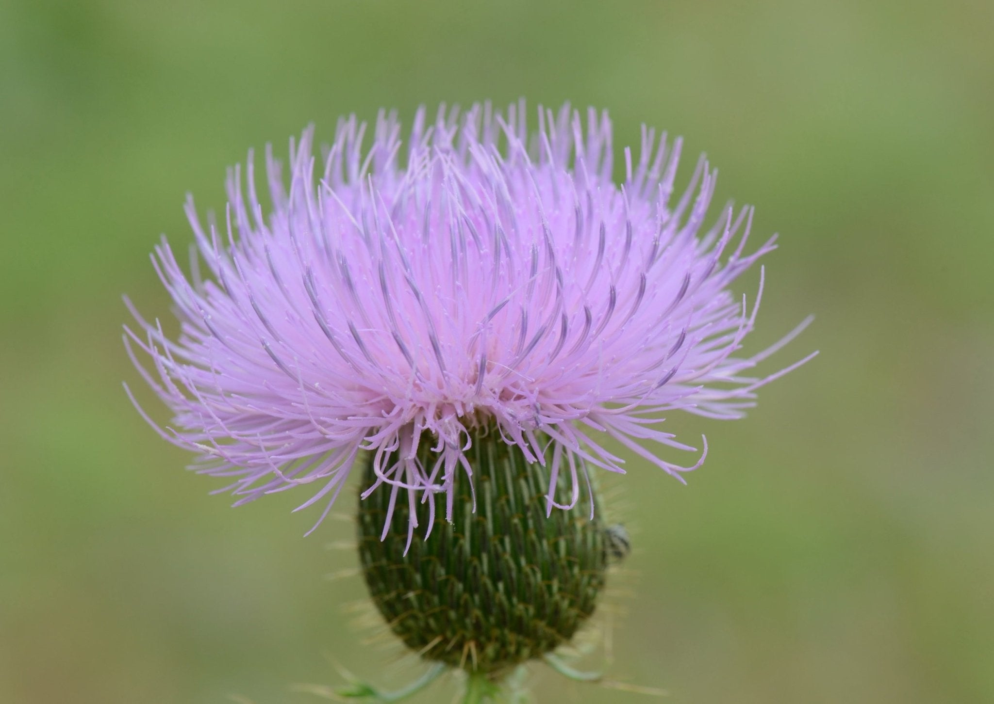 Cirsium texanum (Texas Thistle)