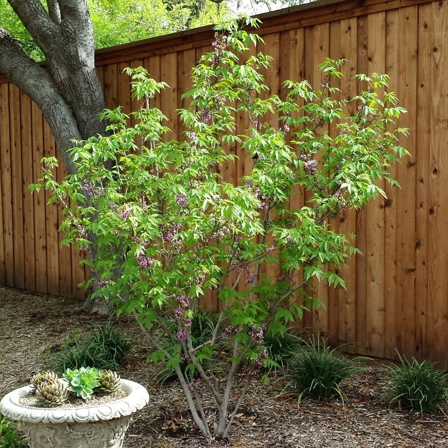 Mexican Buckeye (Ungnadia speciosa)