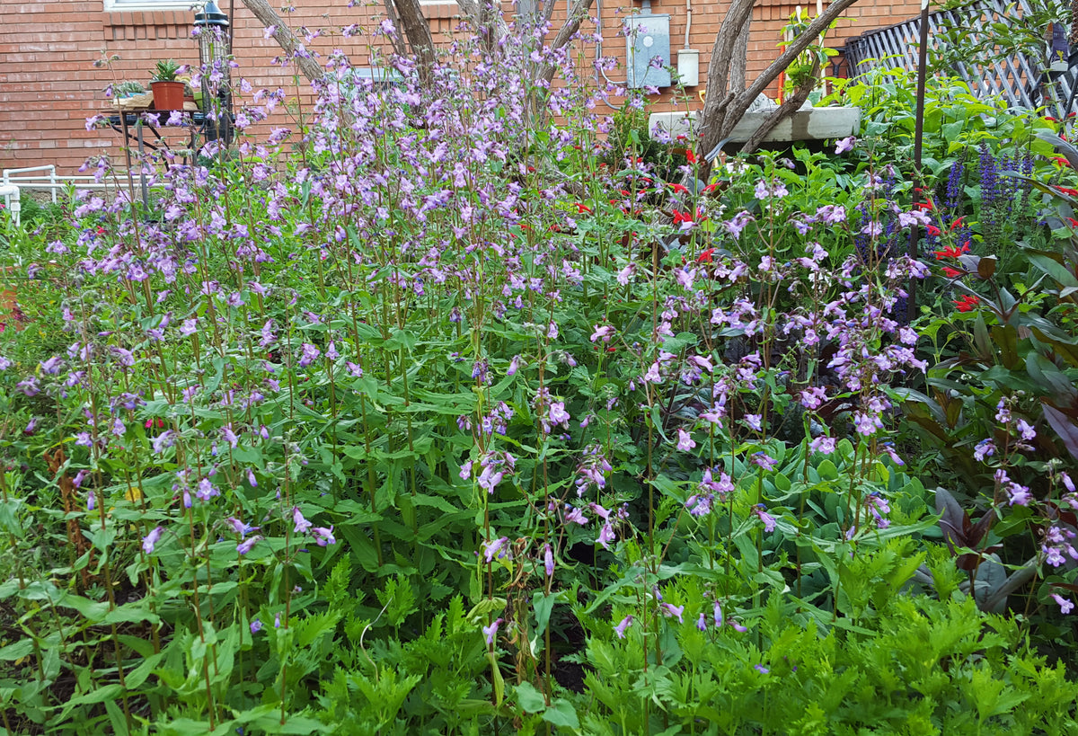 Gulf Coast Penstemon (Penstemon tenuis)