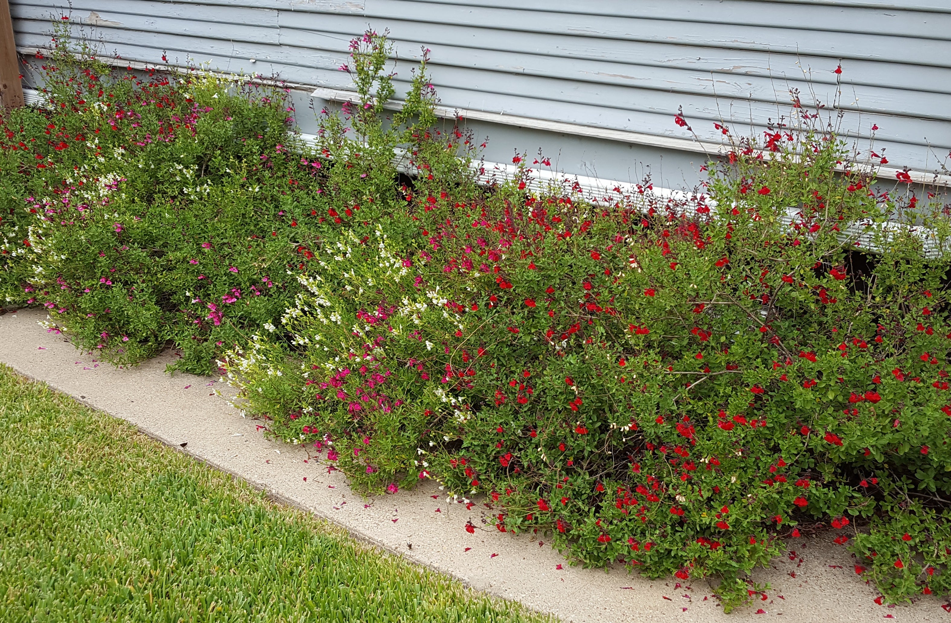 Salvia greggii red (Autumn Sage red)