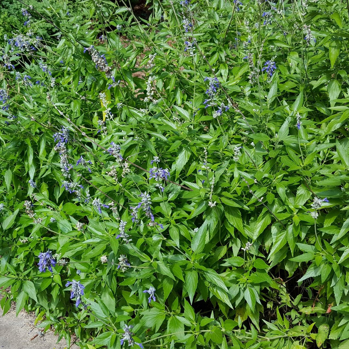 Salvia 'Henry Duelberg' (Salvia farinacea 'Henry Duelberg')