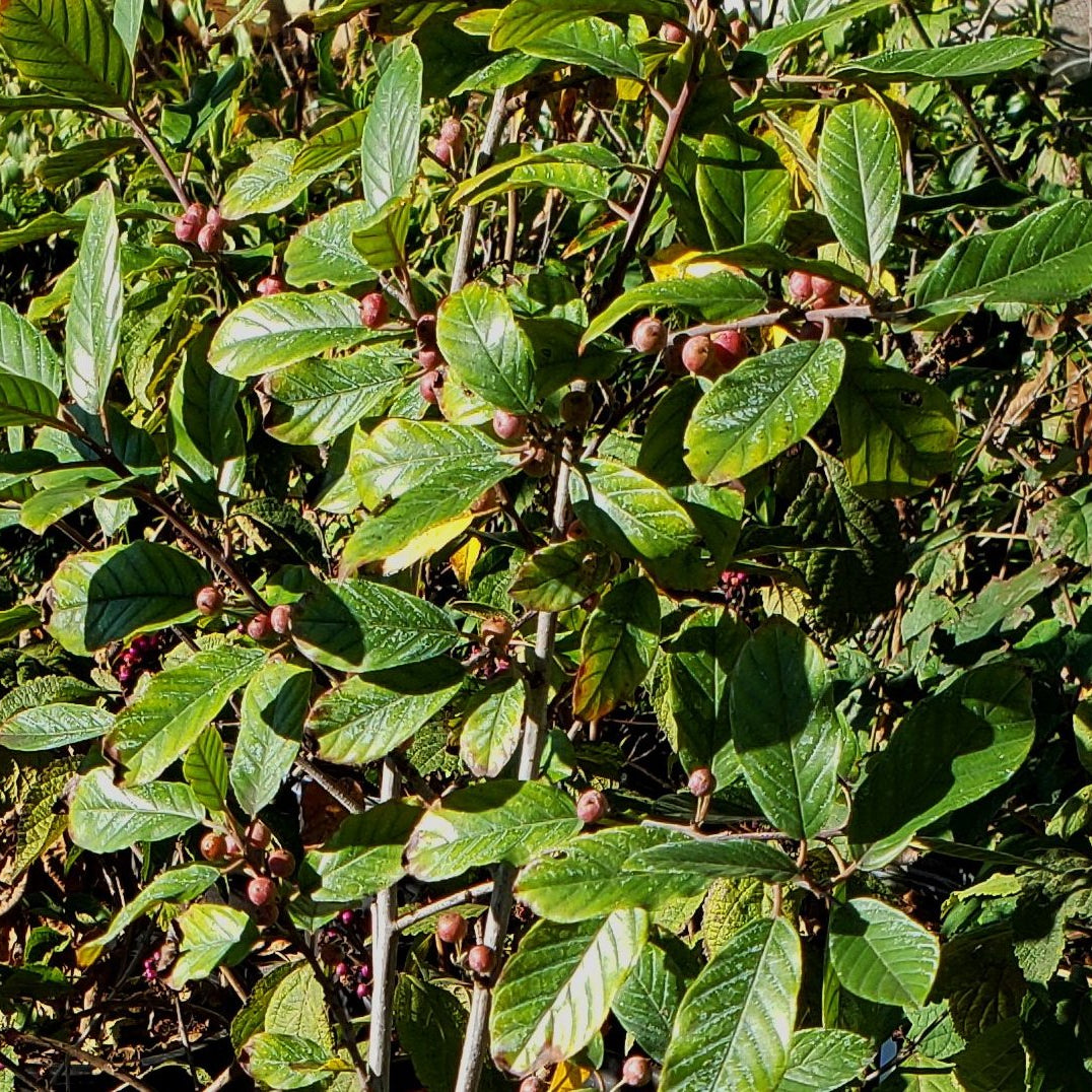 Frangula caroliniana (Carolina Buckthorn)