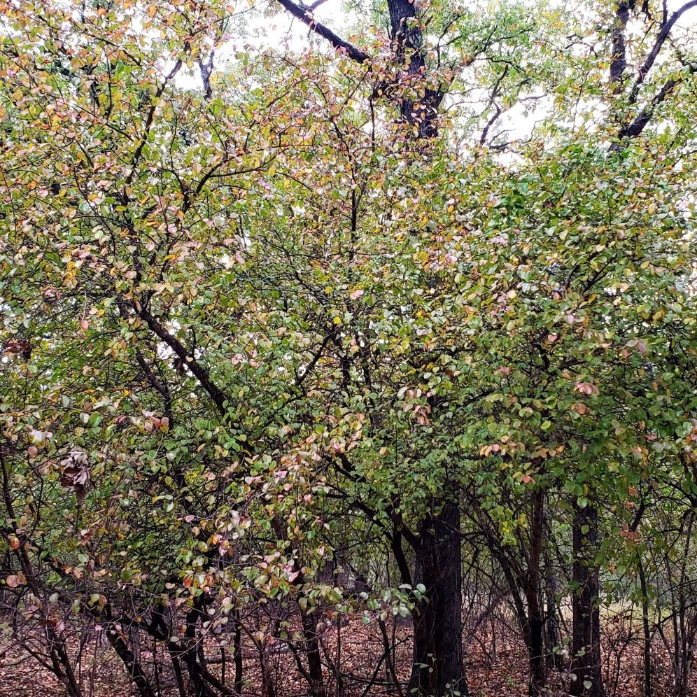 Viburnum rufidulum (Rusty Blackhaw Viburnum)
