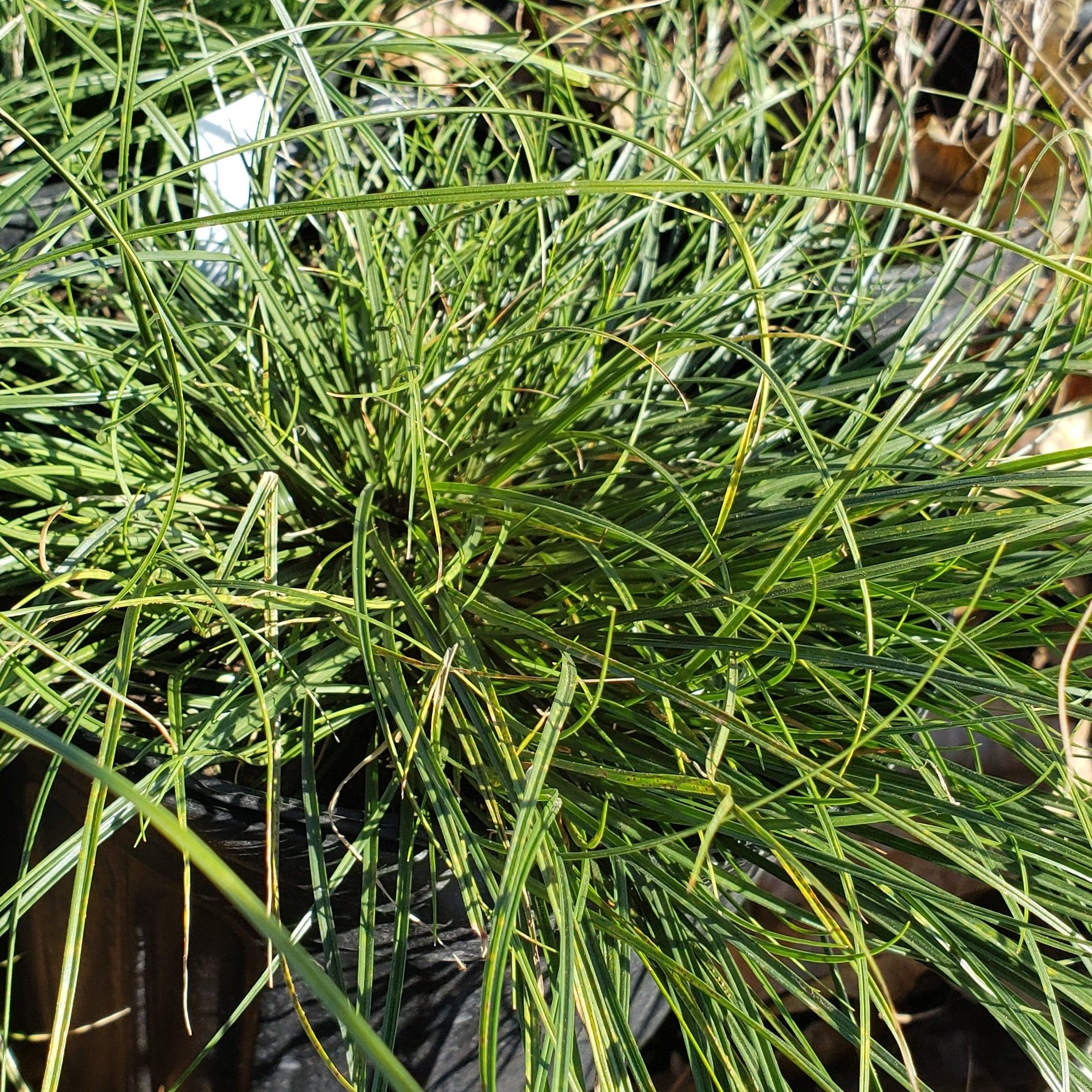 Texas Sedge (Carex texensis)