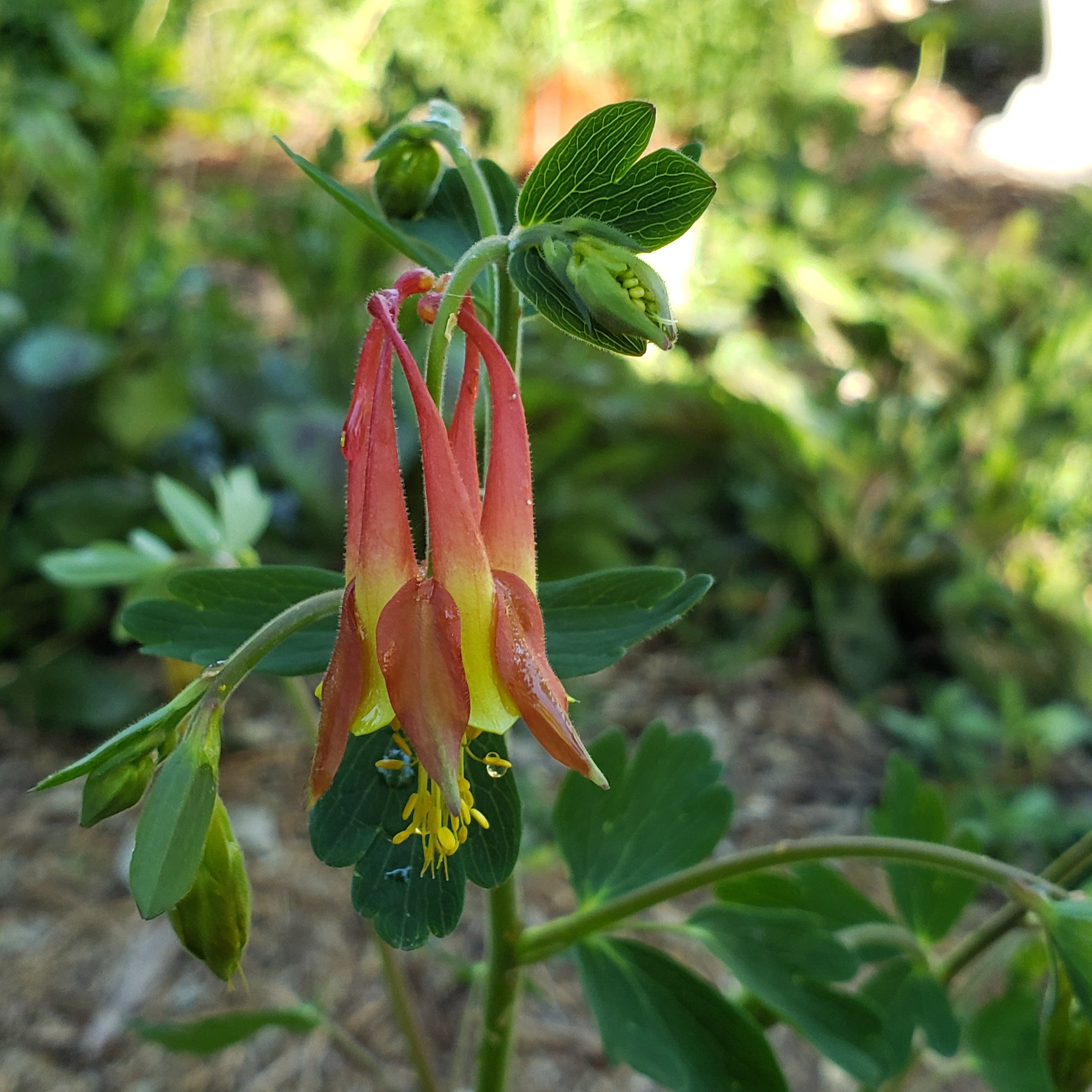 Columbine, Red (Aquilegia canadensis)
