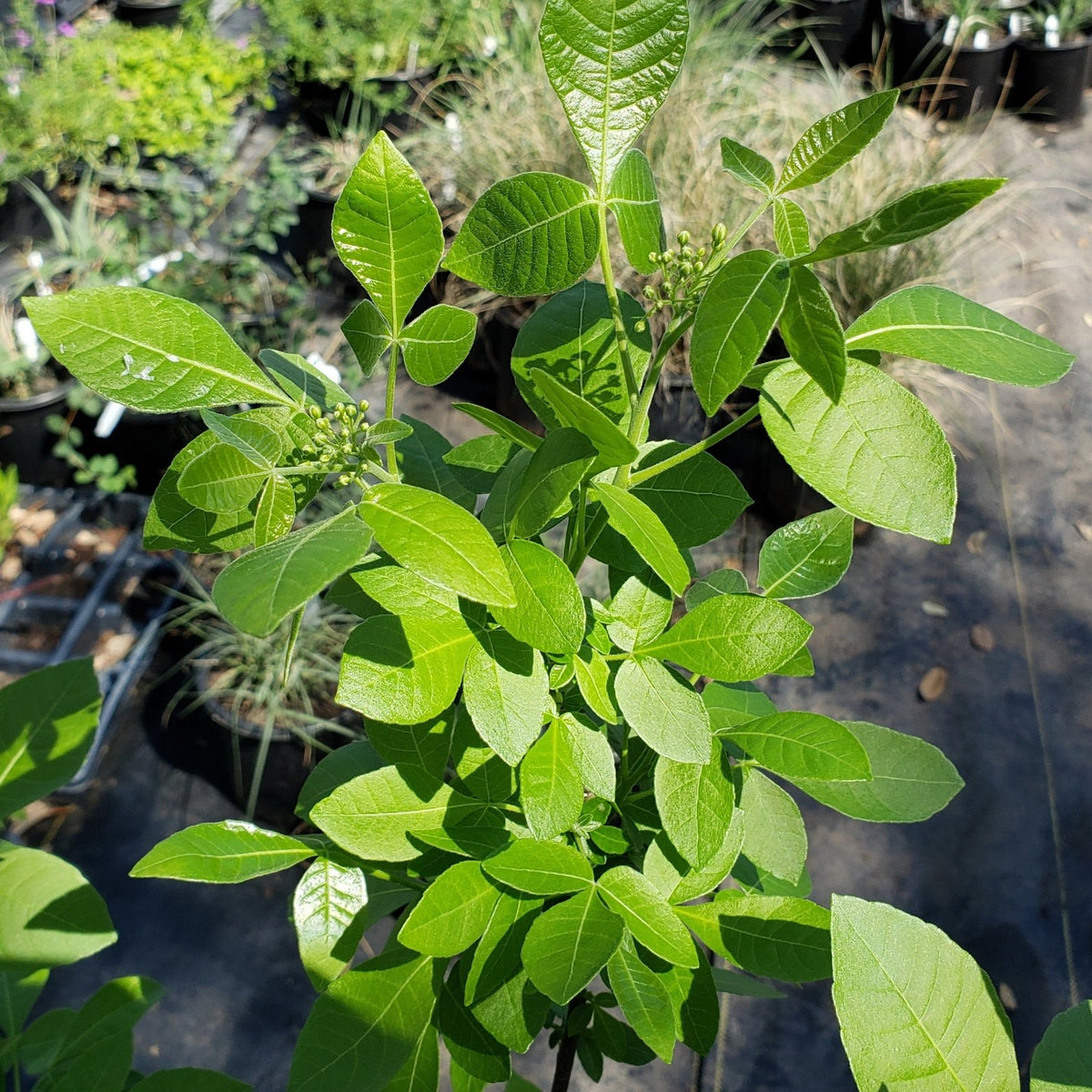 Ptelea trifoliata (Wafer Ash)