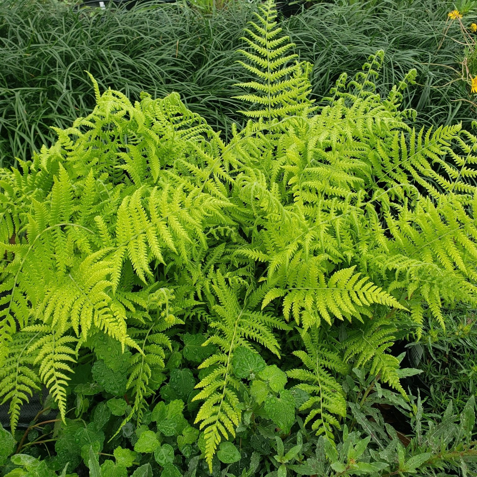 Christella normalis (Southern Wood Fern)