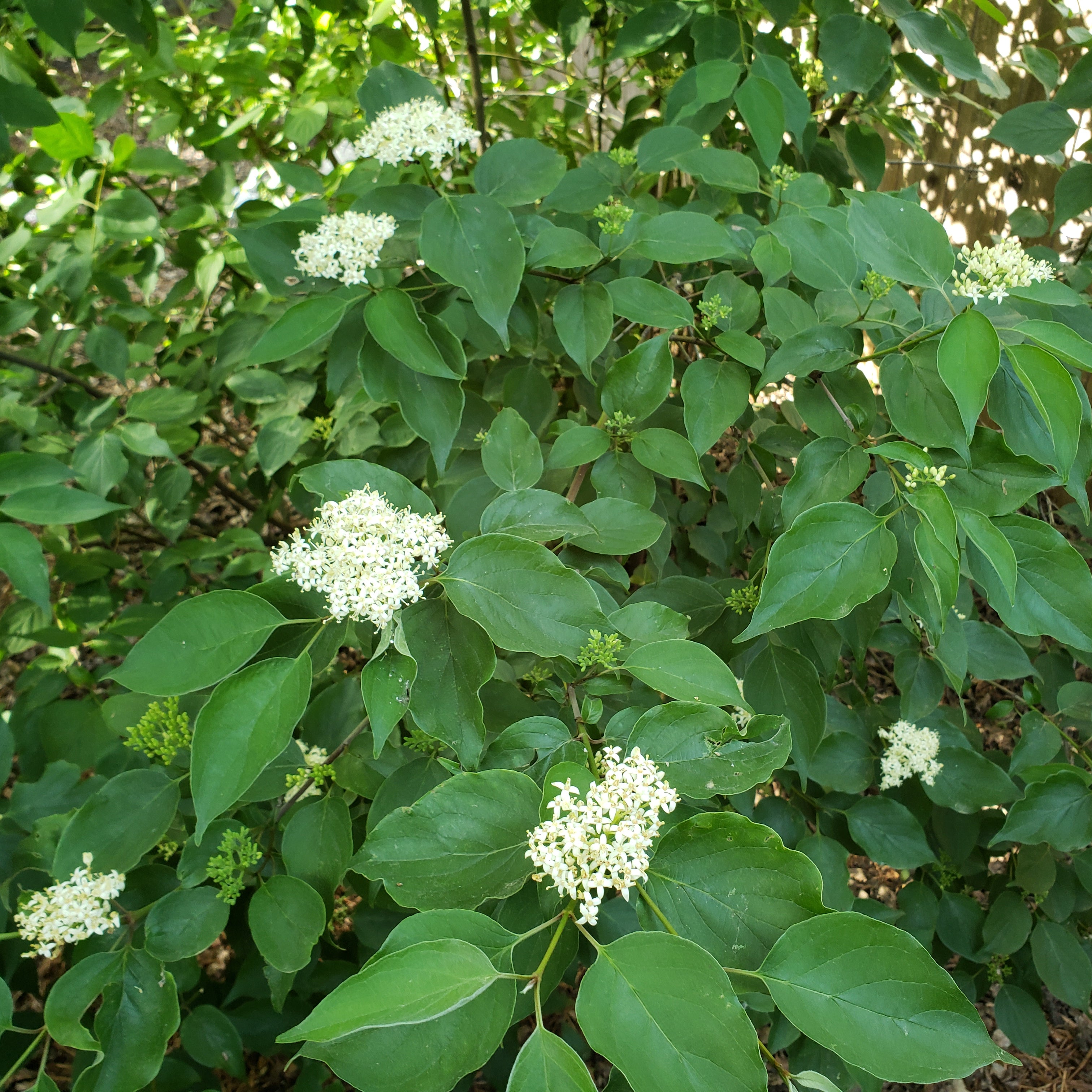 Cornus drummondii (Roughleaf Dogwood)