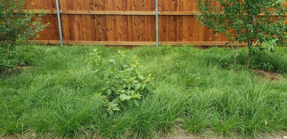 Carex perdentata (Meadow Sedge)