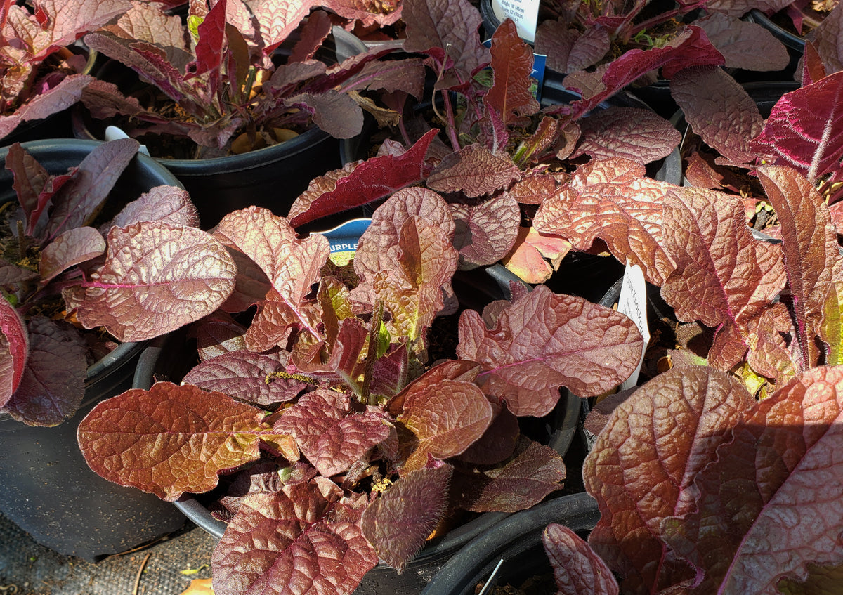 Salvia lyrata (Lyreleaf Sage 'Purple Knockout')