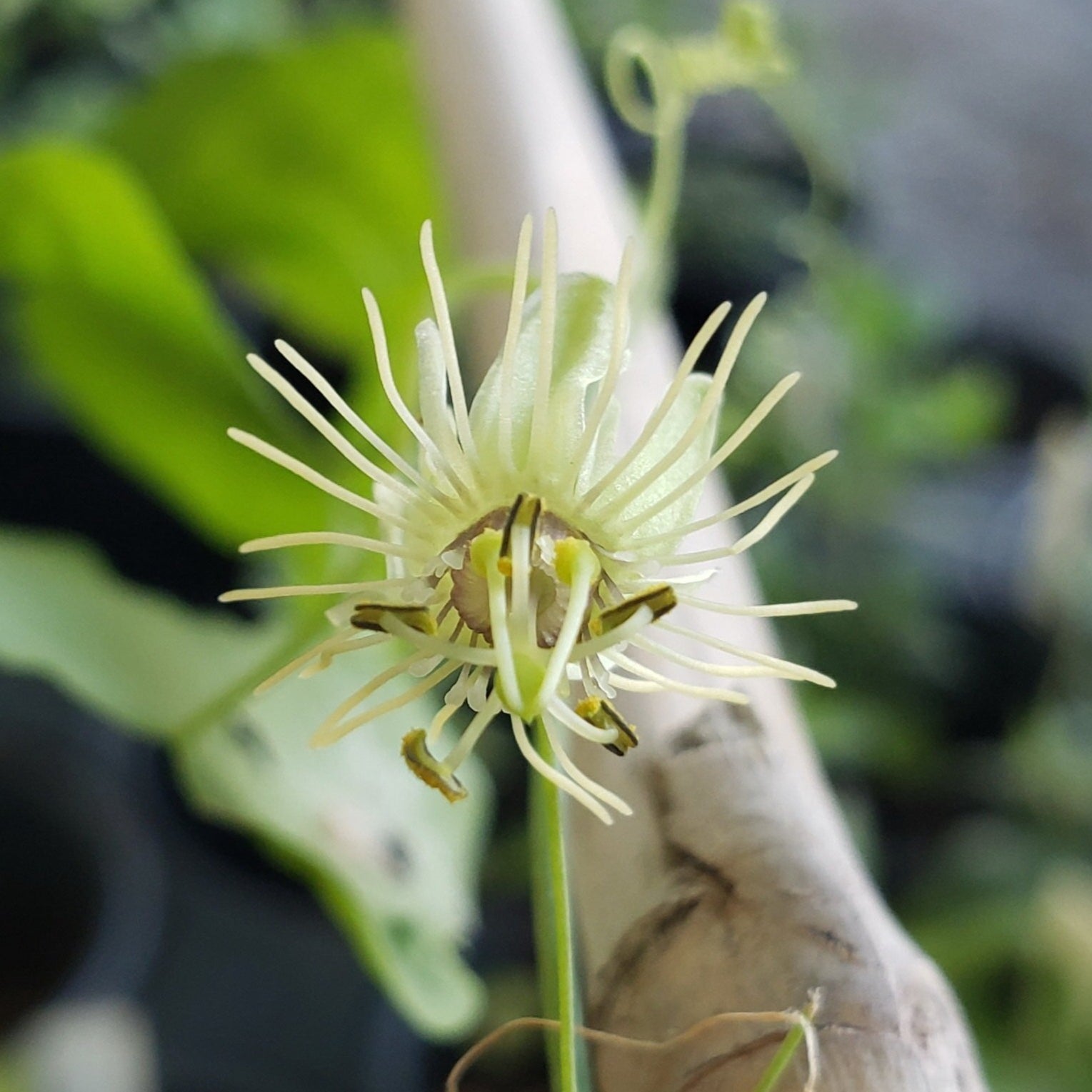 Passiflora lutea (Yellow Passion Flower)