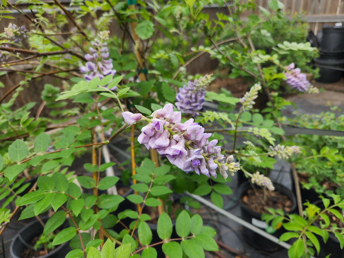 Wisteria frutescens (Texas Wisteria)