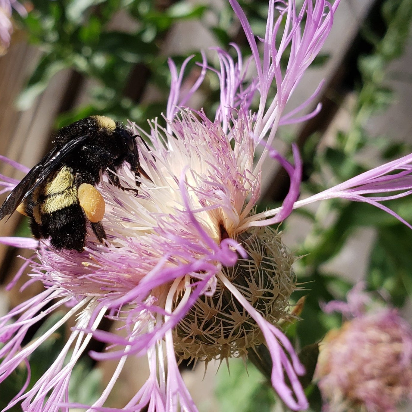Centaurea americana (American Basketflower)
