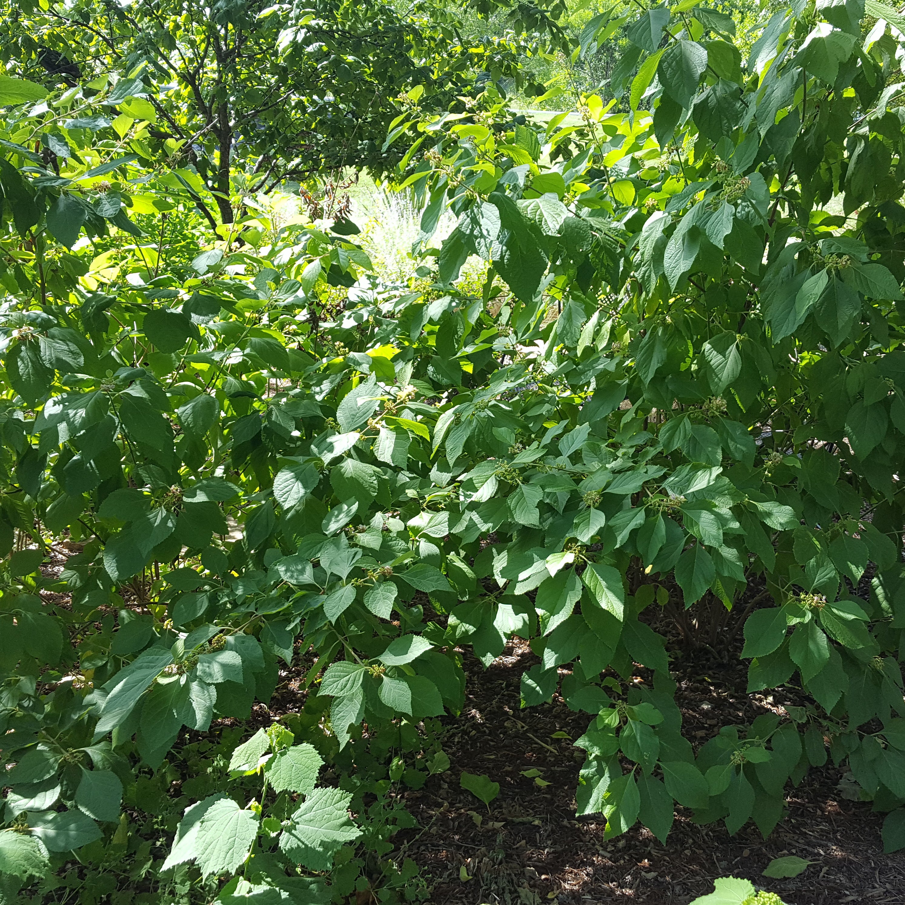 American Beautyberry (Callicarpa americana)