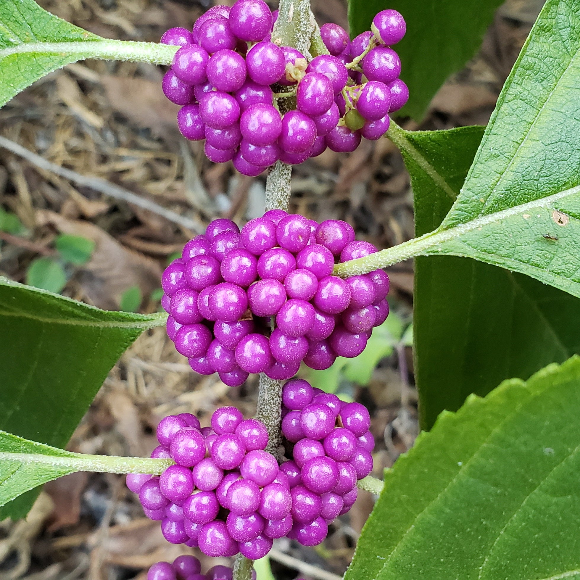 American Beautyberry (Callicarpa americana)